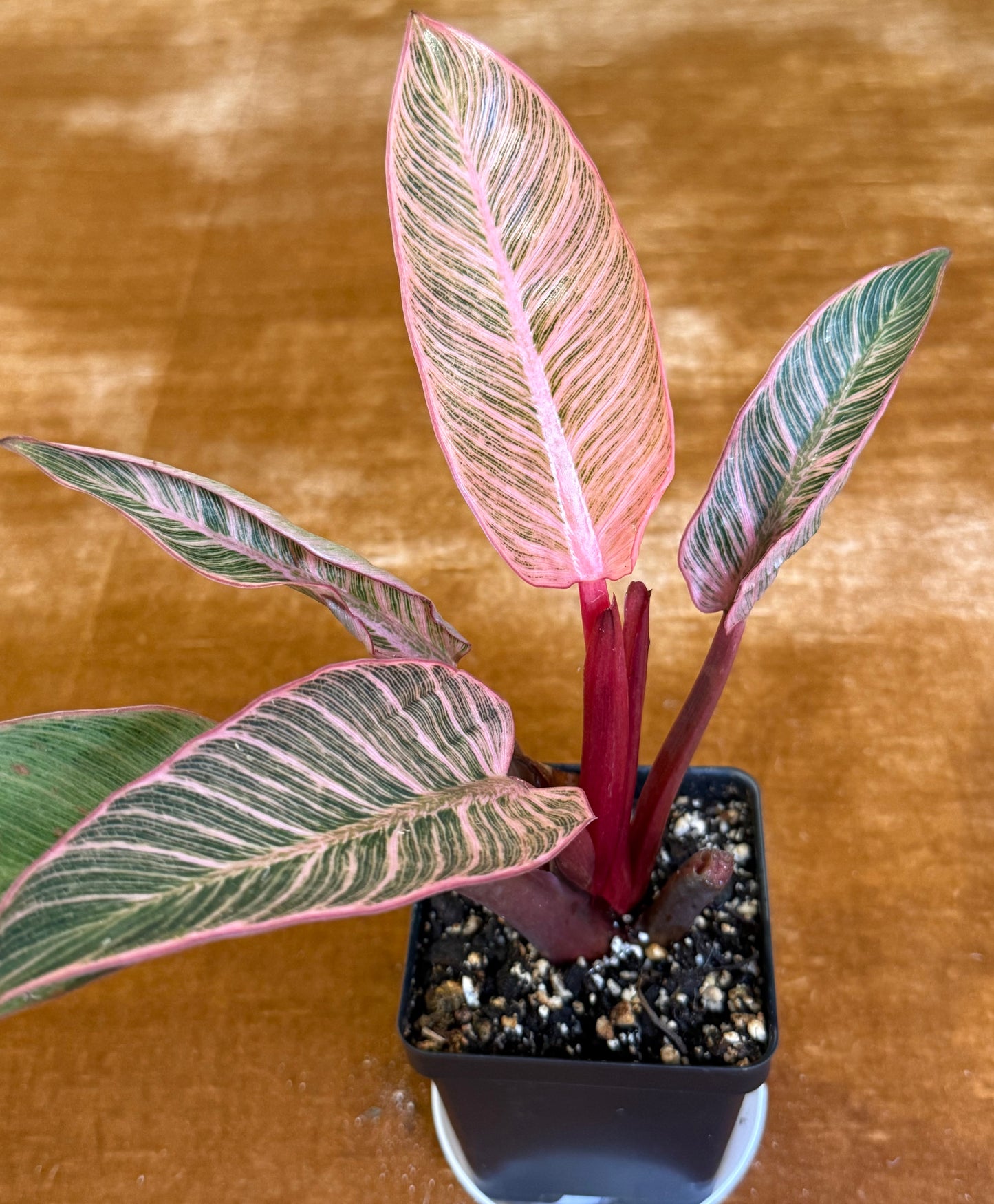 Philodendron Birkin Pink Variegated houseplant