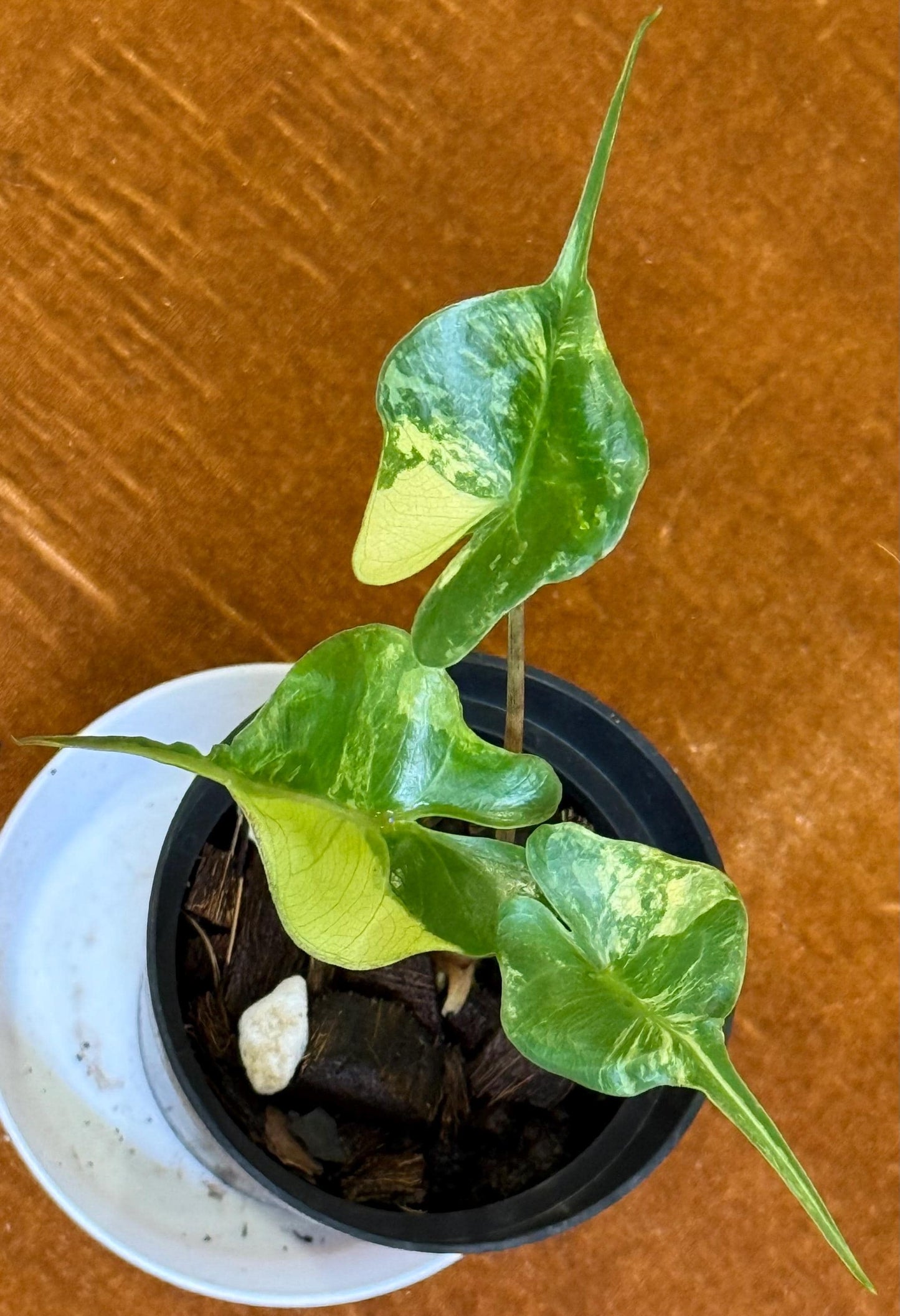 Alocasia Stingray Variegated
