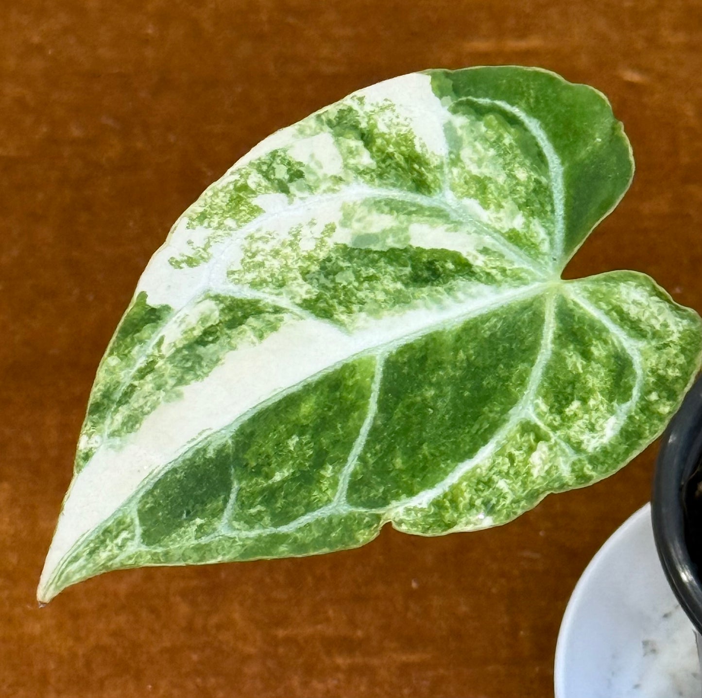Anthurium Crystallinum Variegated rare plant
