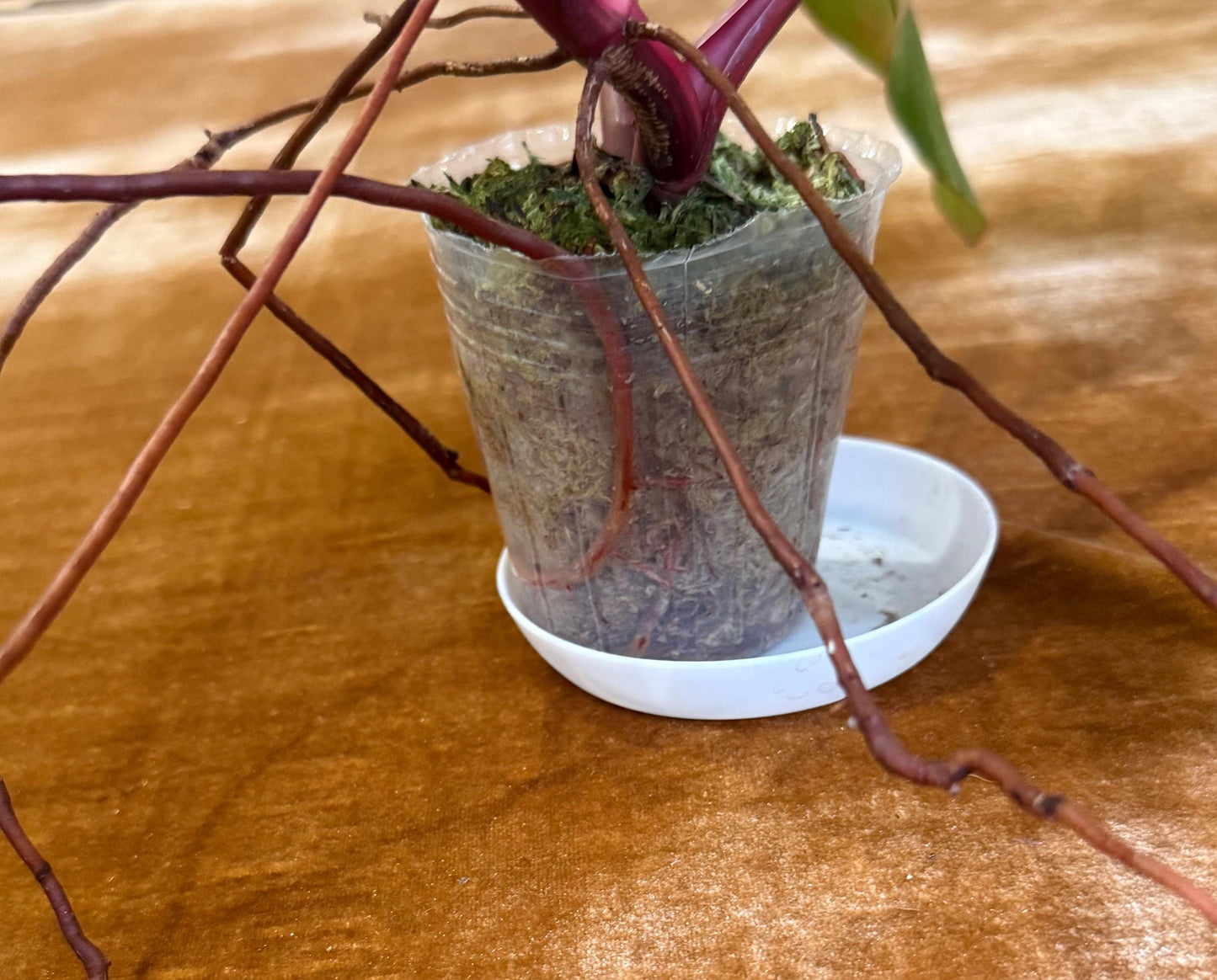 Philodendron Strawberry Shake