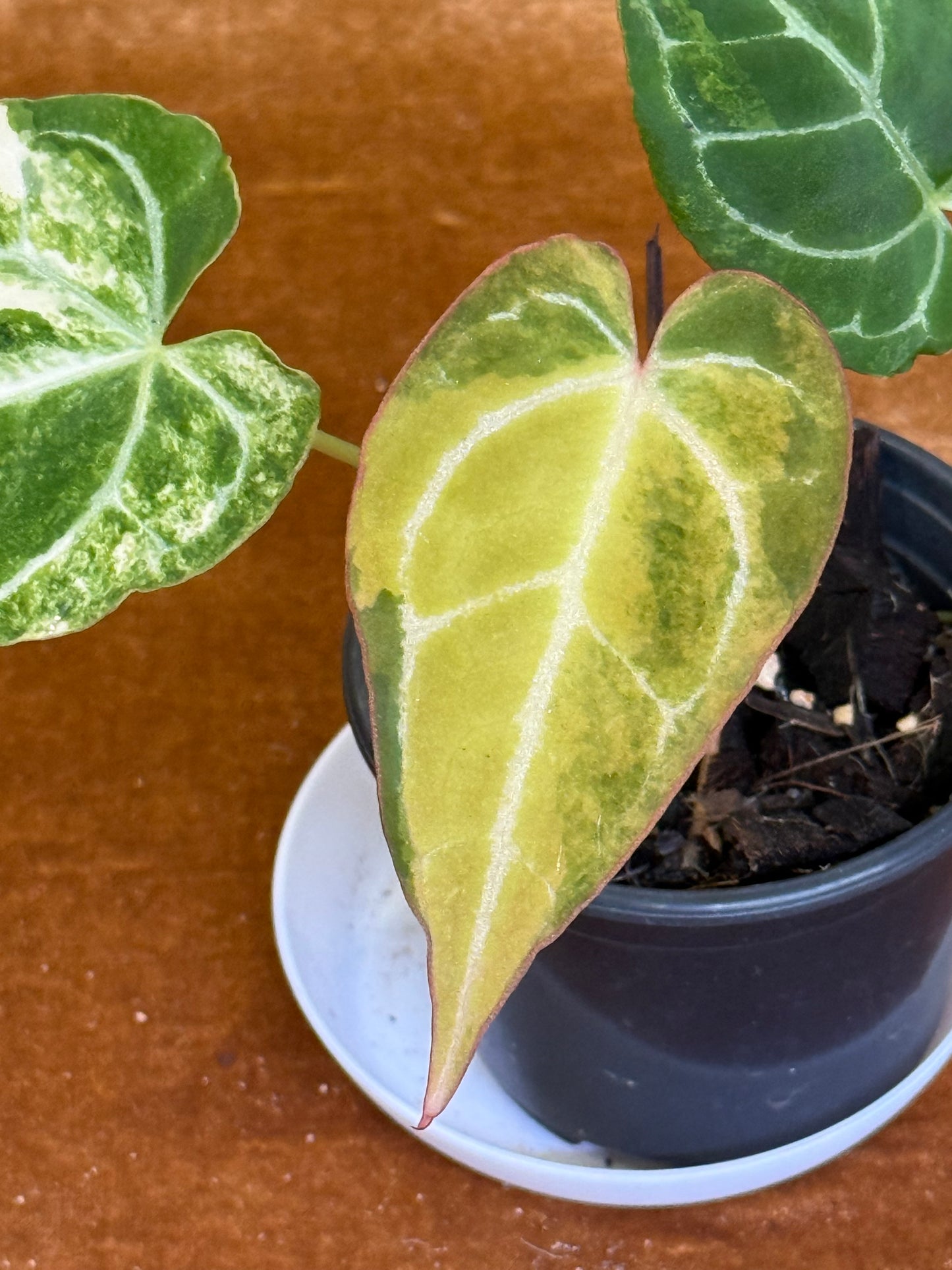Anthurium Crystallinum Variegated rare plant
