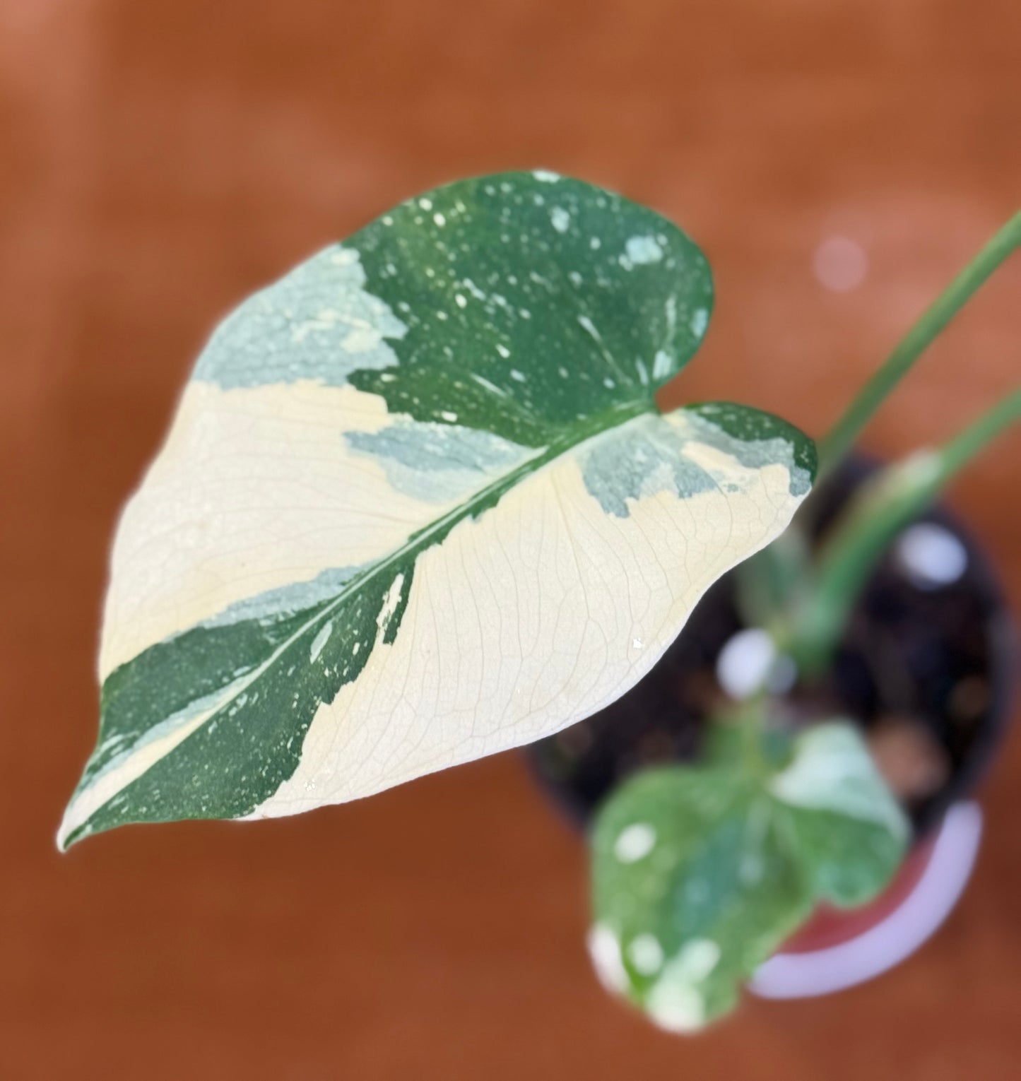 Monstera Crème Brûlée plant