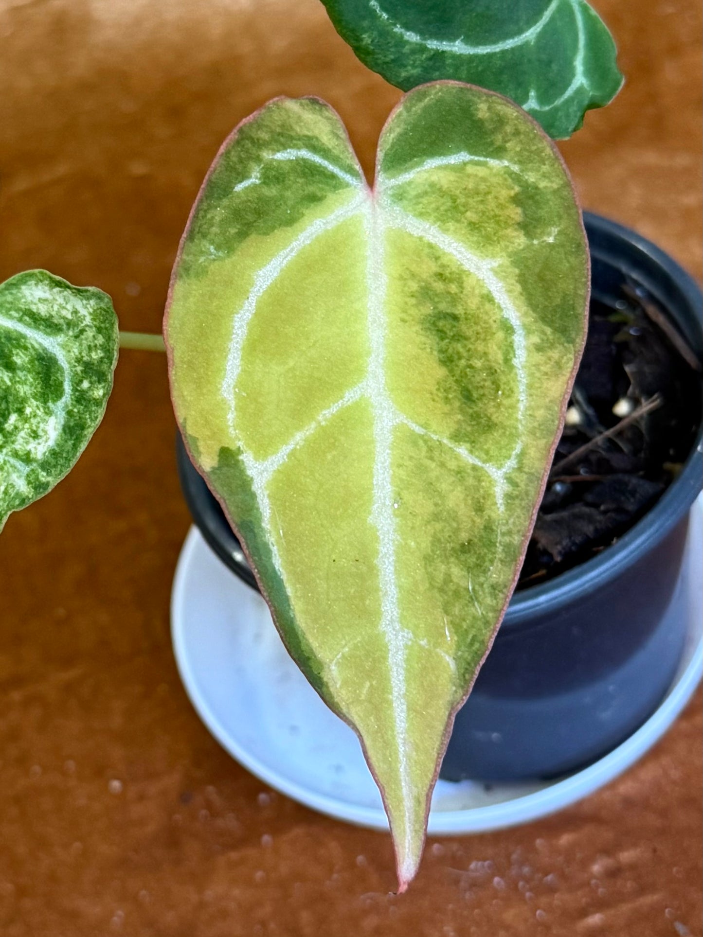 Anthurium Crystallinum Variegated rare plant