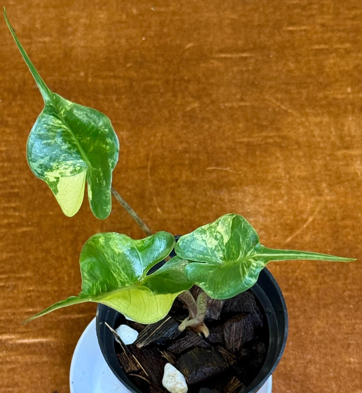 Alocasia Stingray Variegated