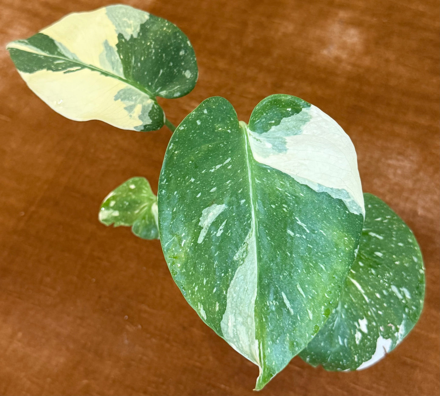 Monstera Crème Brûlée plant