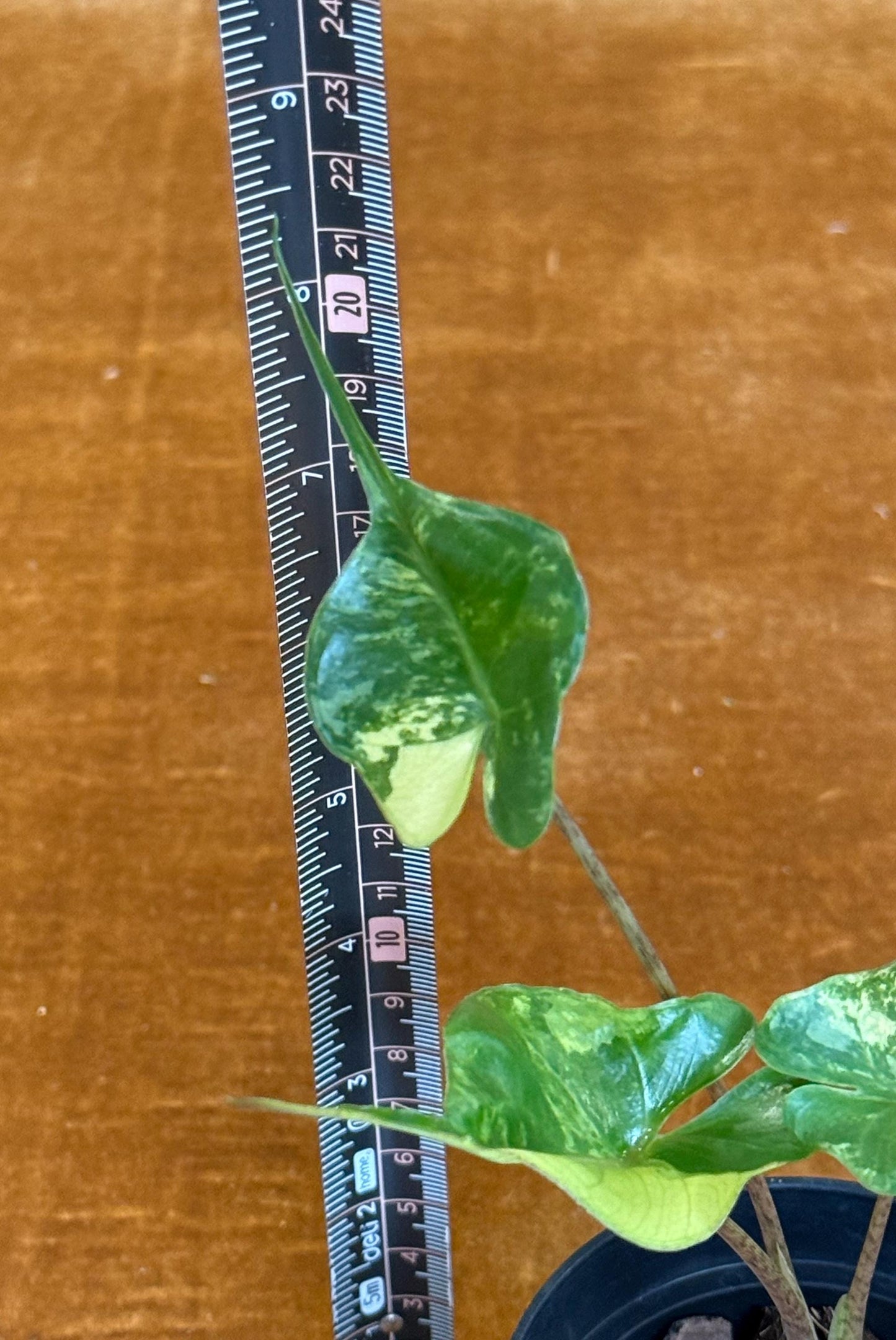 Alocasia Stingray Variegated