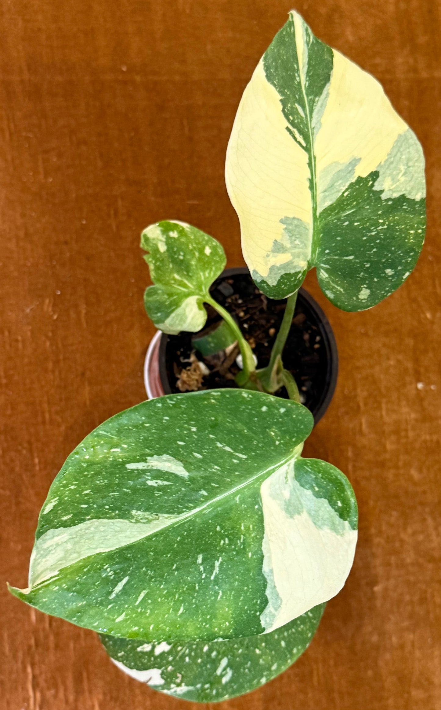 Monstera Crème Brûlée plant