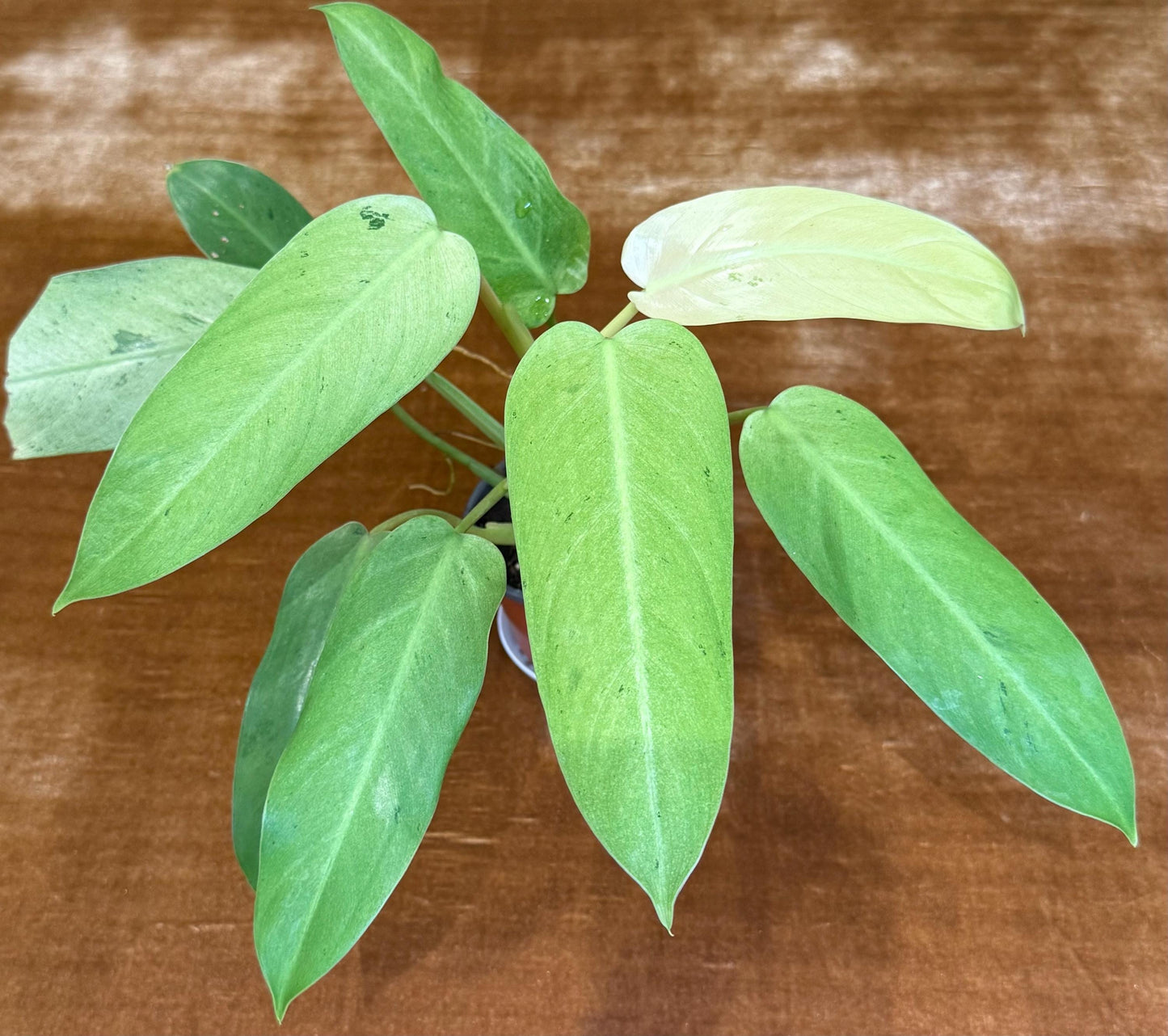 Philodendron Whipple Way~ full plant