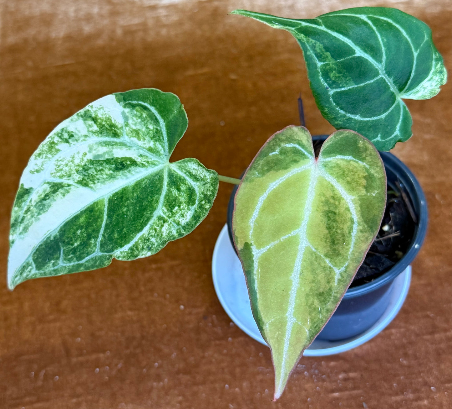 Anthurium Crystallinum Variegated rare plant