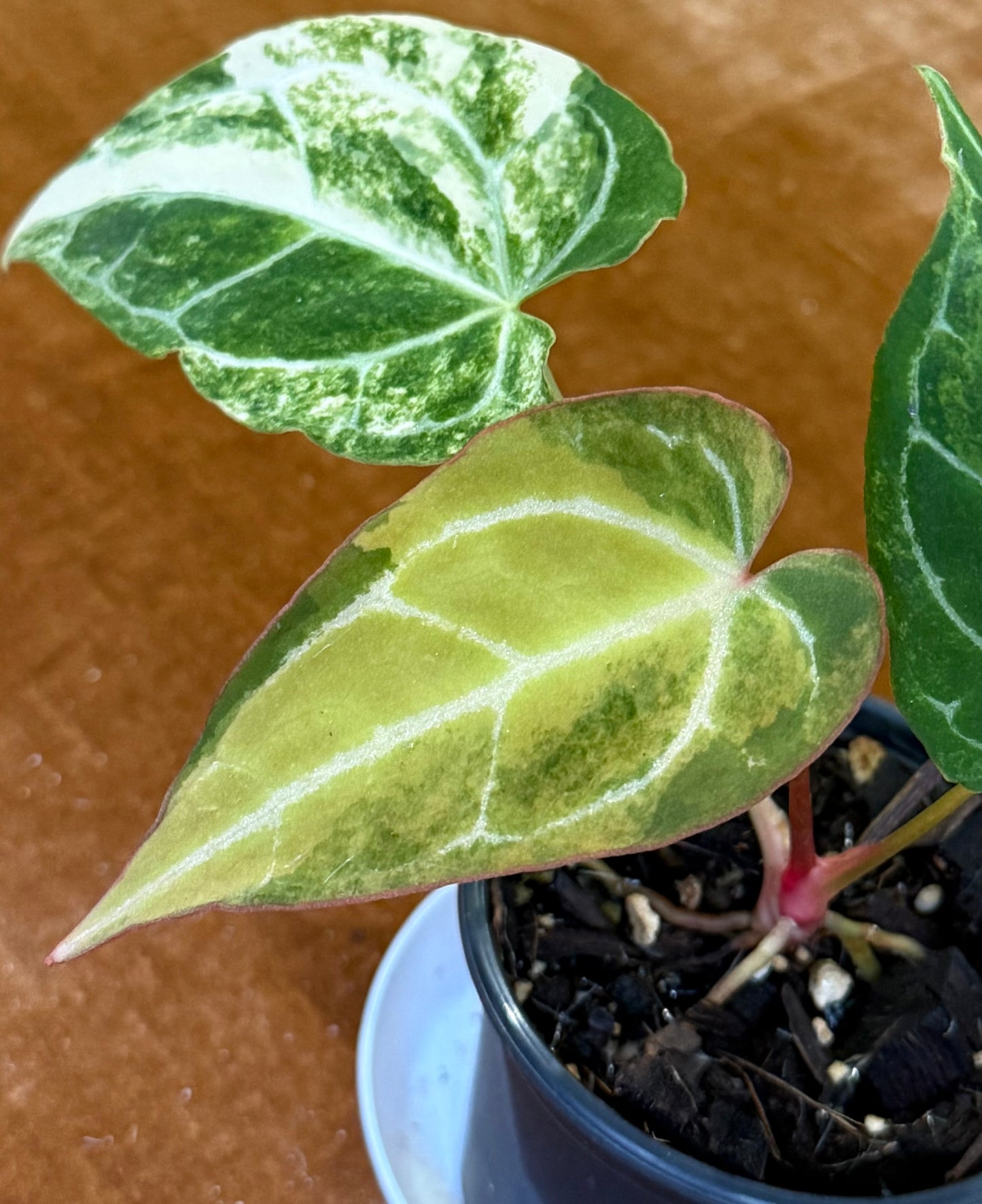 Anthurium Crystallinum Variegated rare plant