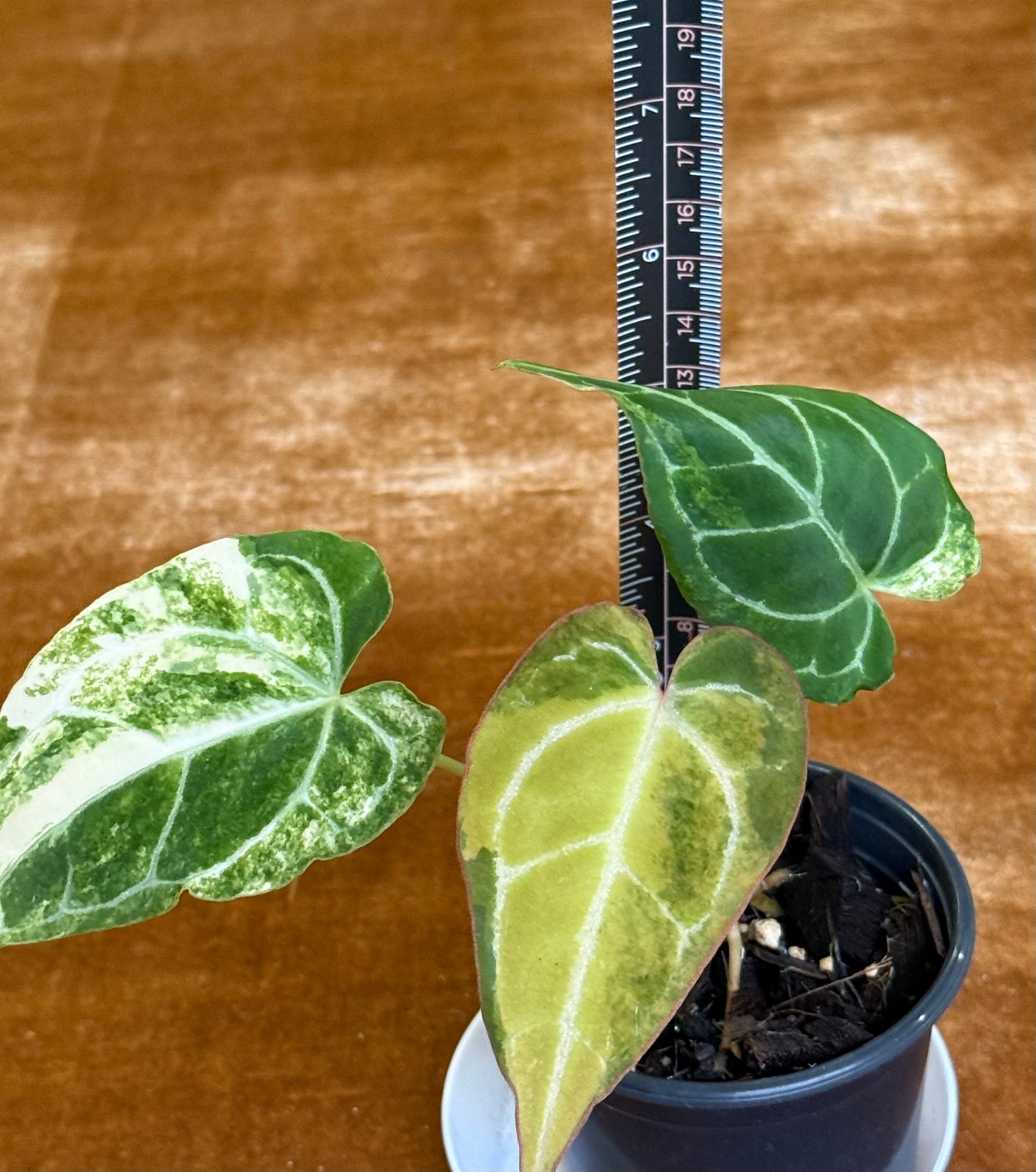 Anthurium Crystallinum Variegated rare plant