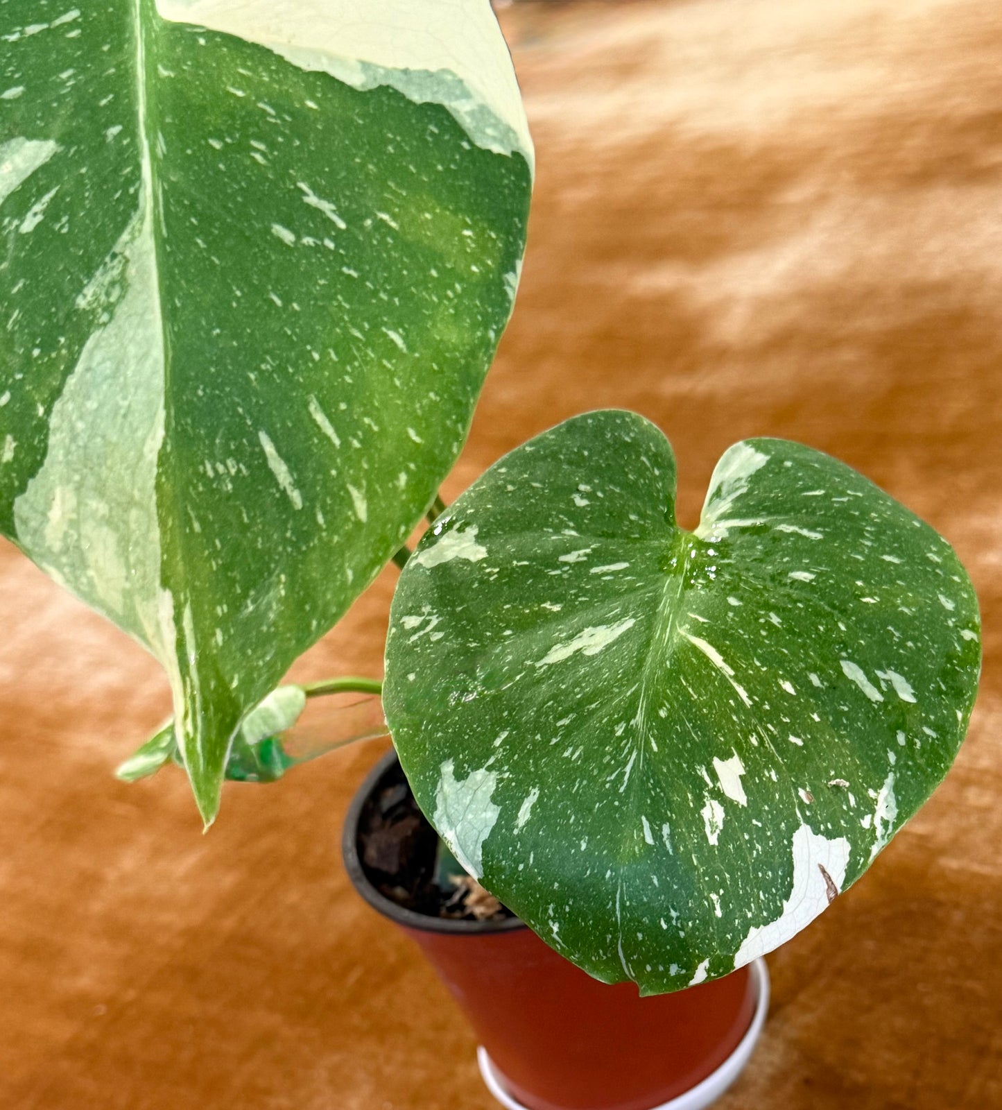 Monstera Crème Brûlée plant