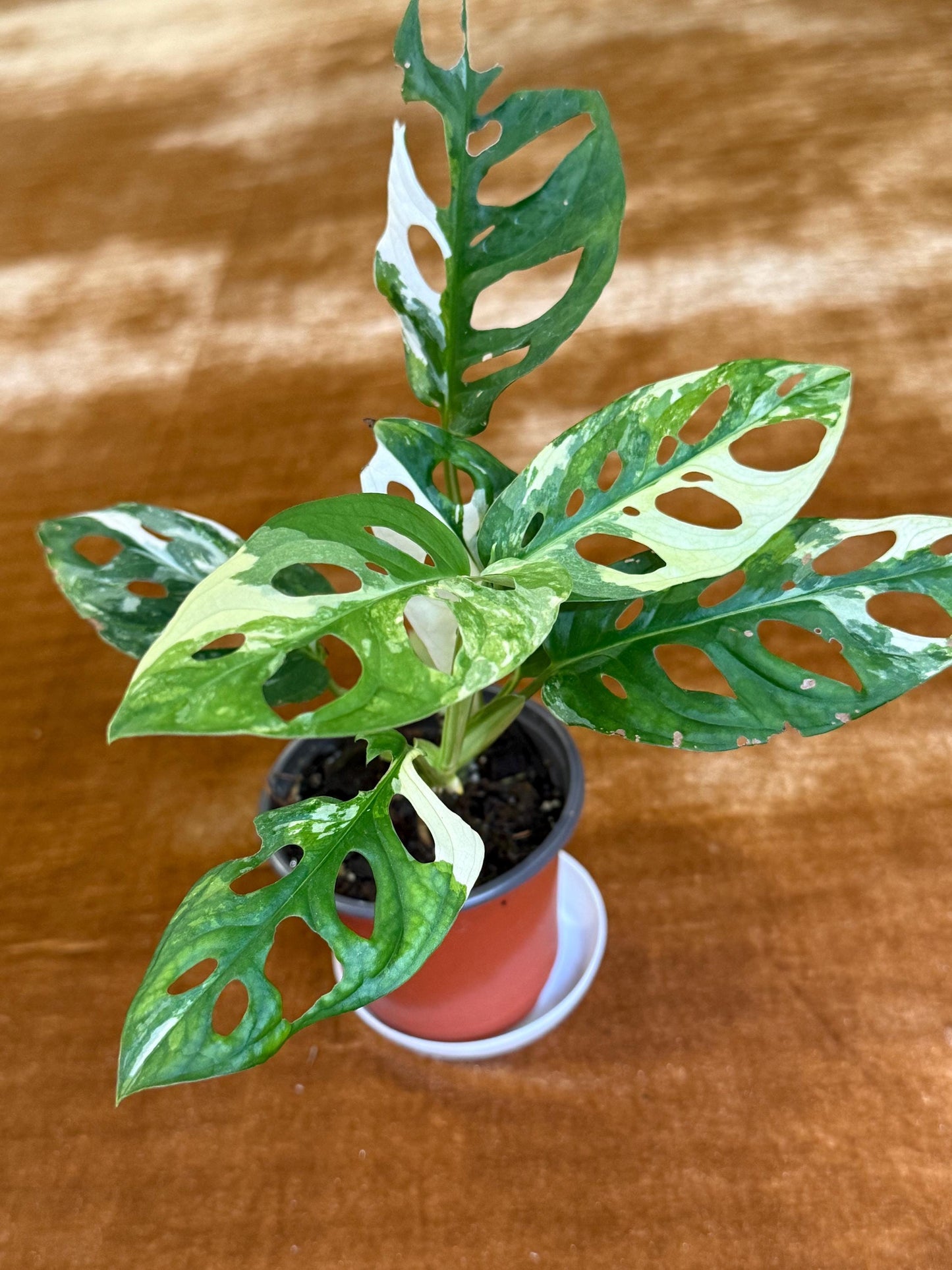 Monstera Adansonii Albo