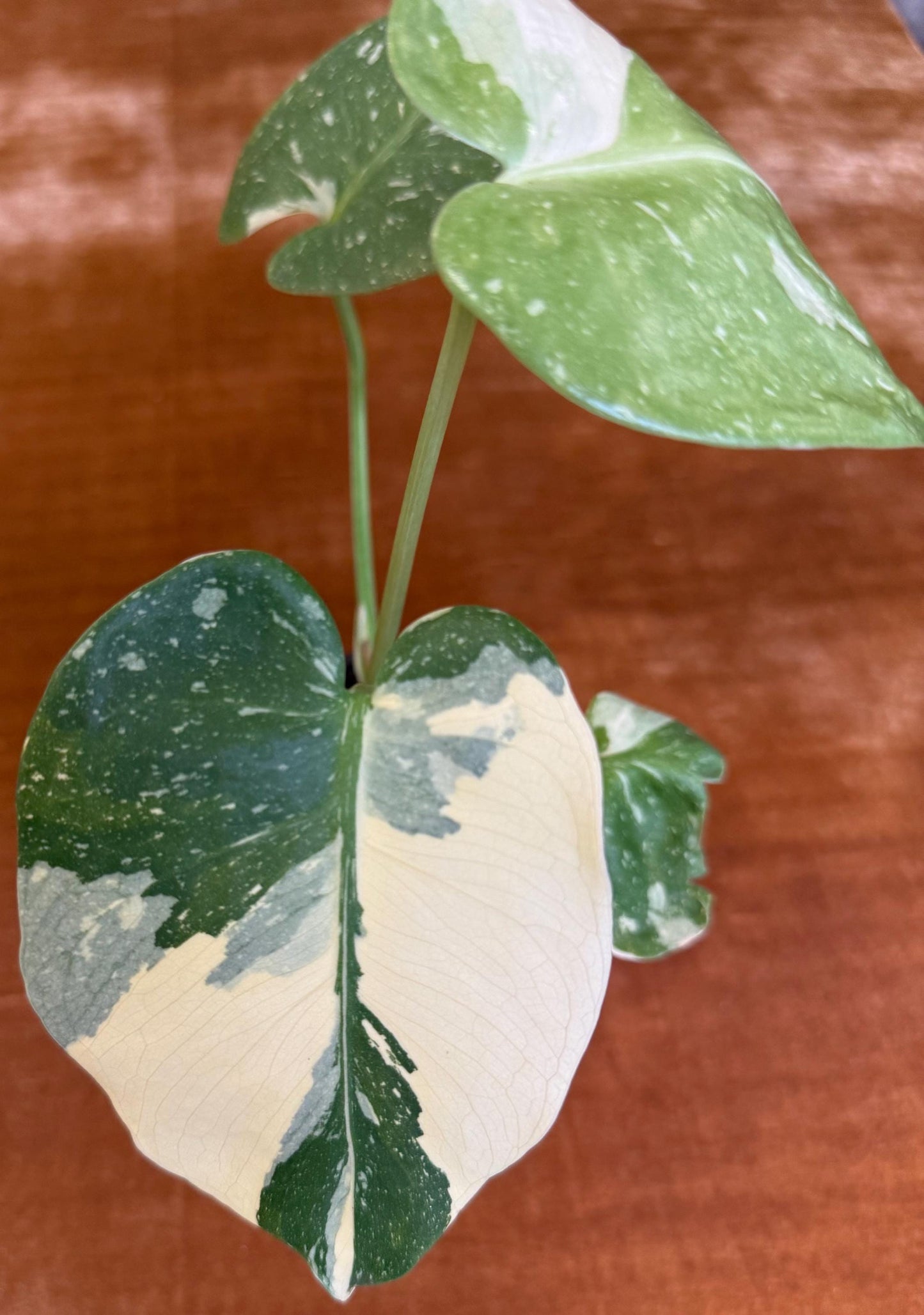 Monstera Crème Brûlée