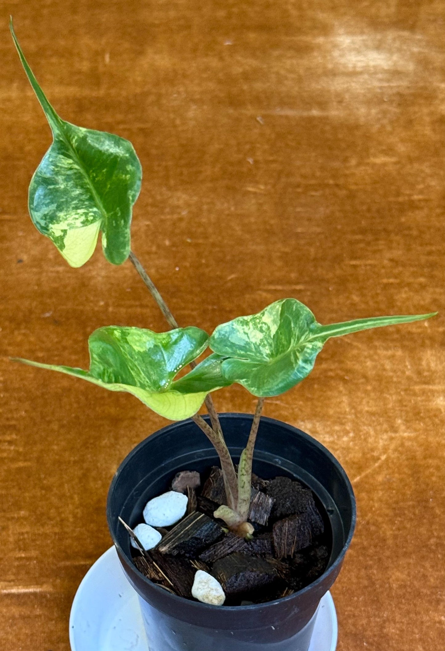 Alocasia Stingray Variegated