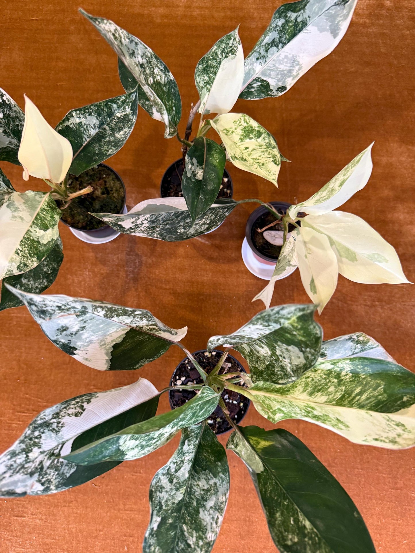 Aglaonema Siam Jade Variegated ~ rare plant