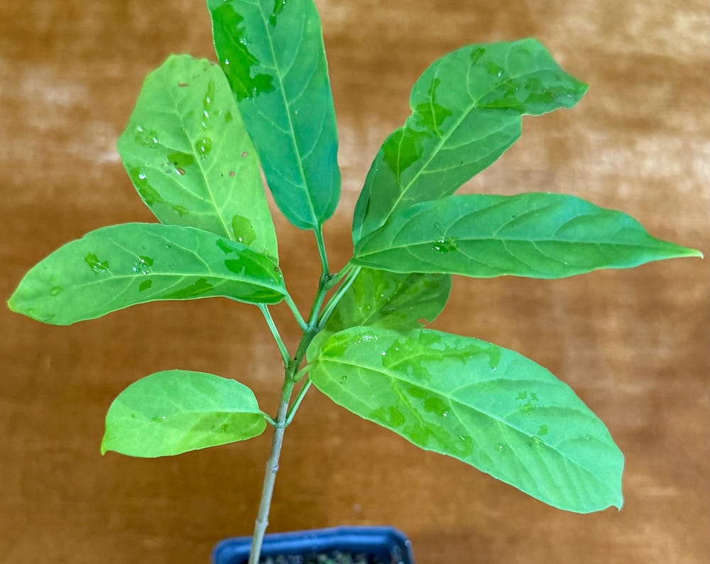 Light Bulb plant ~ clerodendrum wallichi ***ADD ON ONLY***