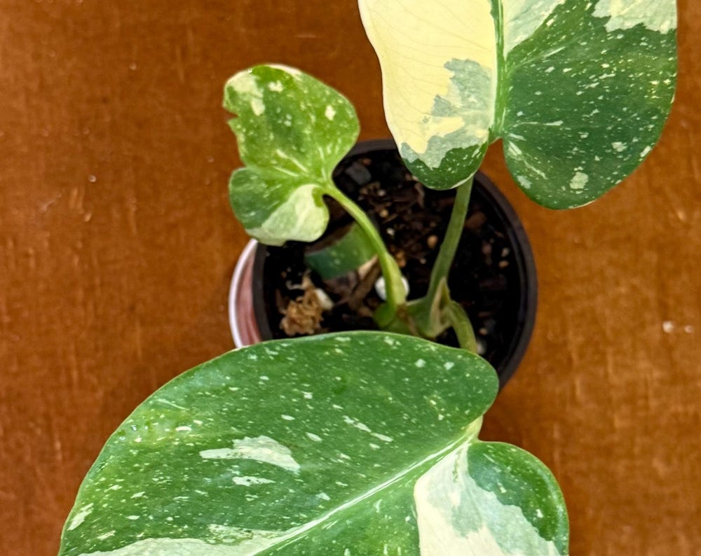 Monstera Crème Brûlée plant