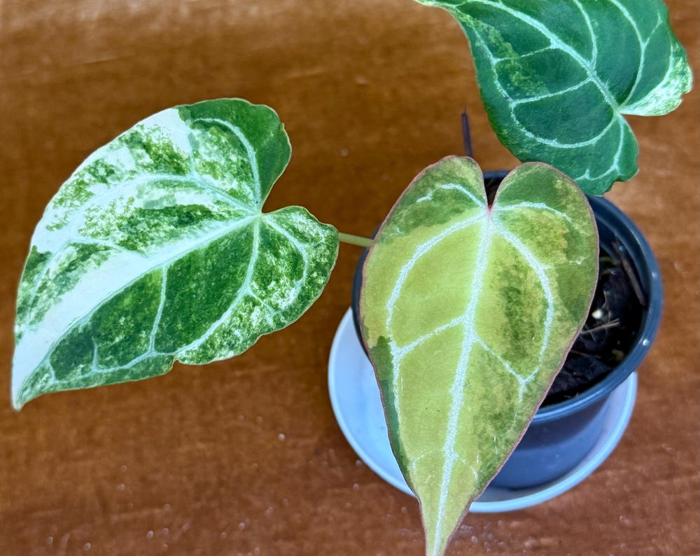 Anthurium Crystallinum Variegated rare plant