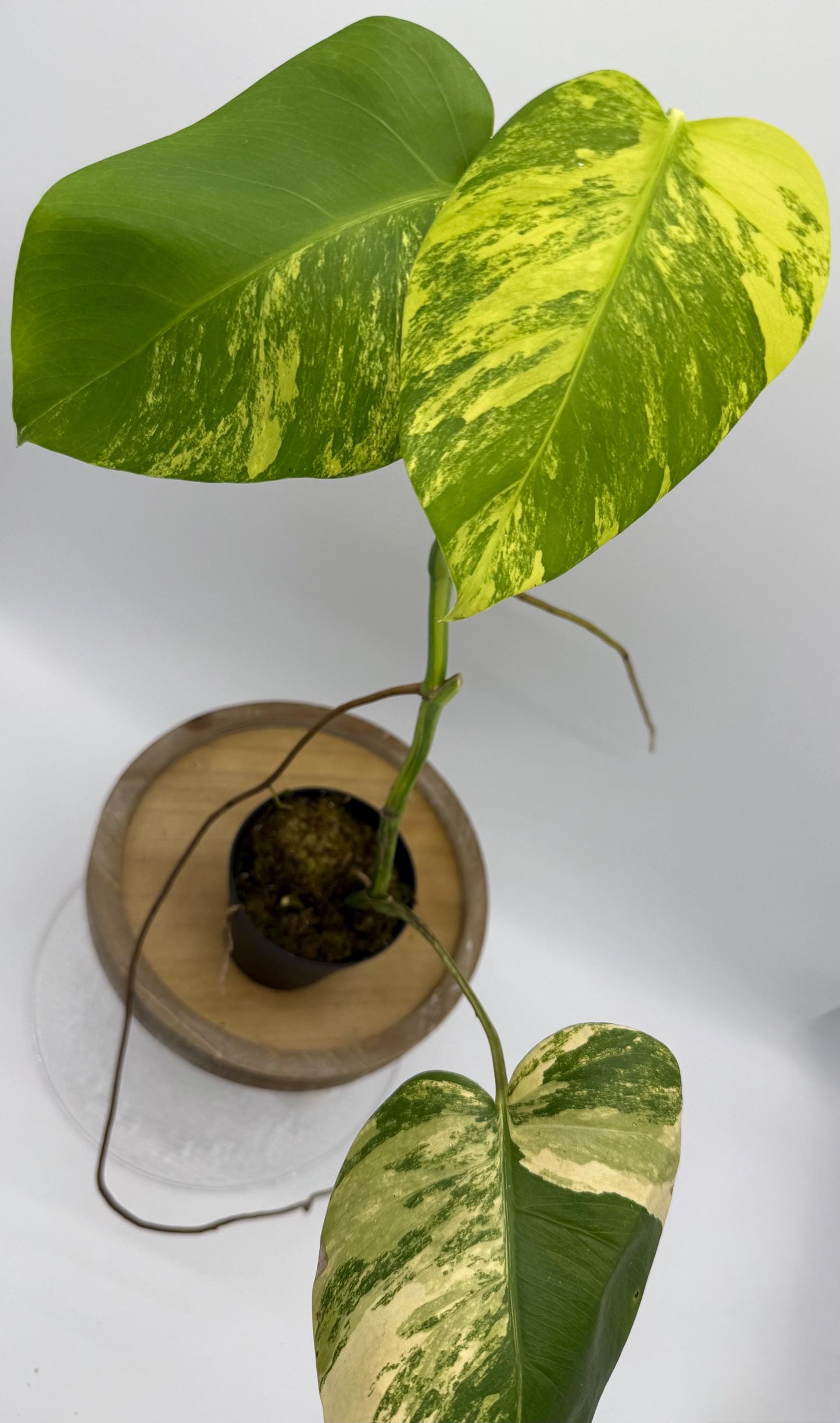 Monstera Aurea