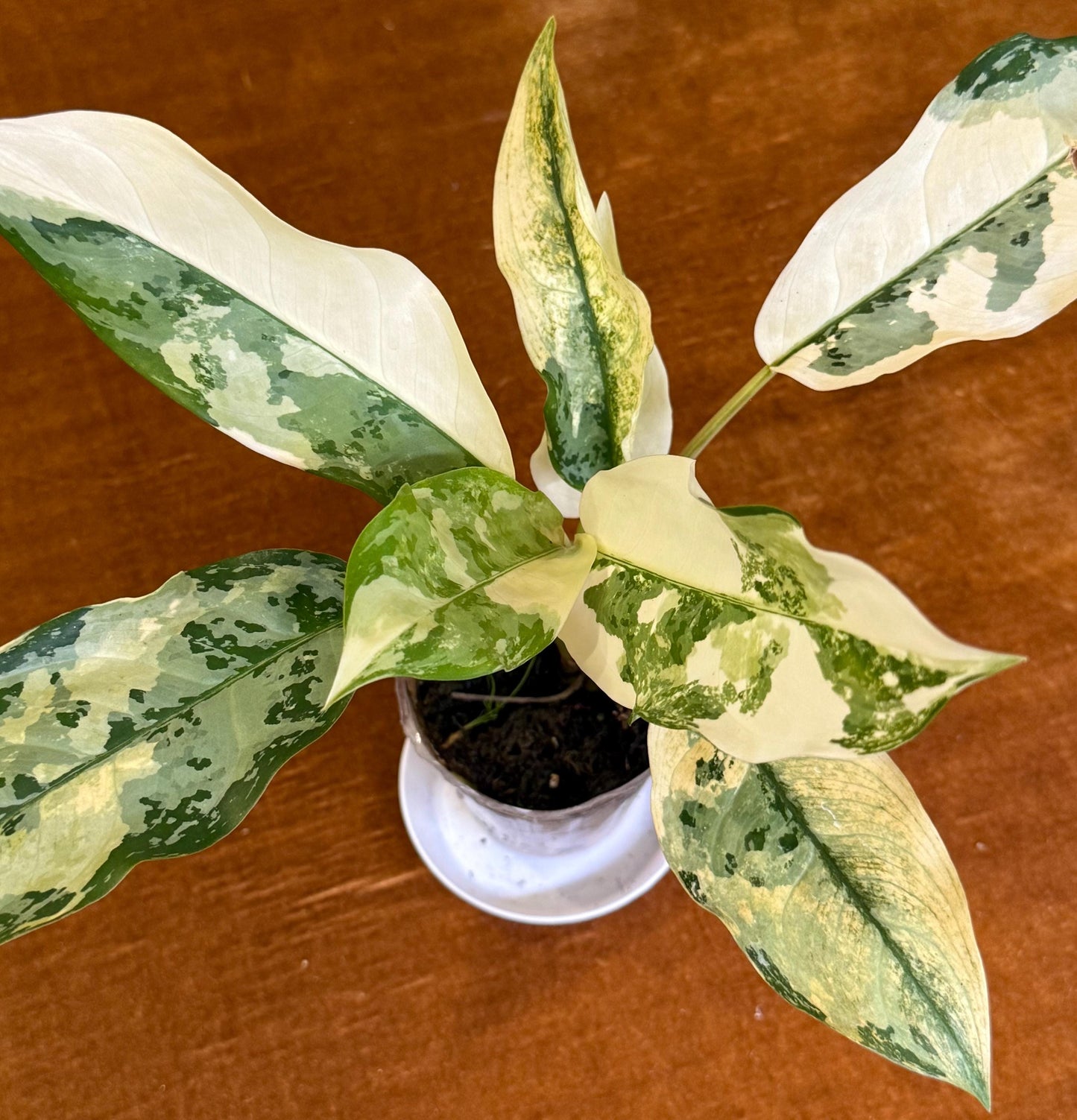 Aglaonema Commutatum ‘Manila Pride’