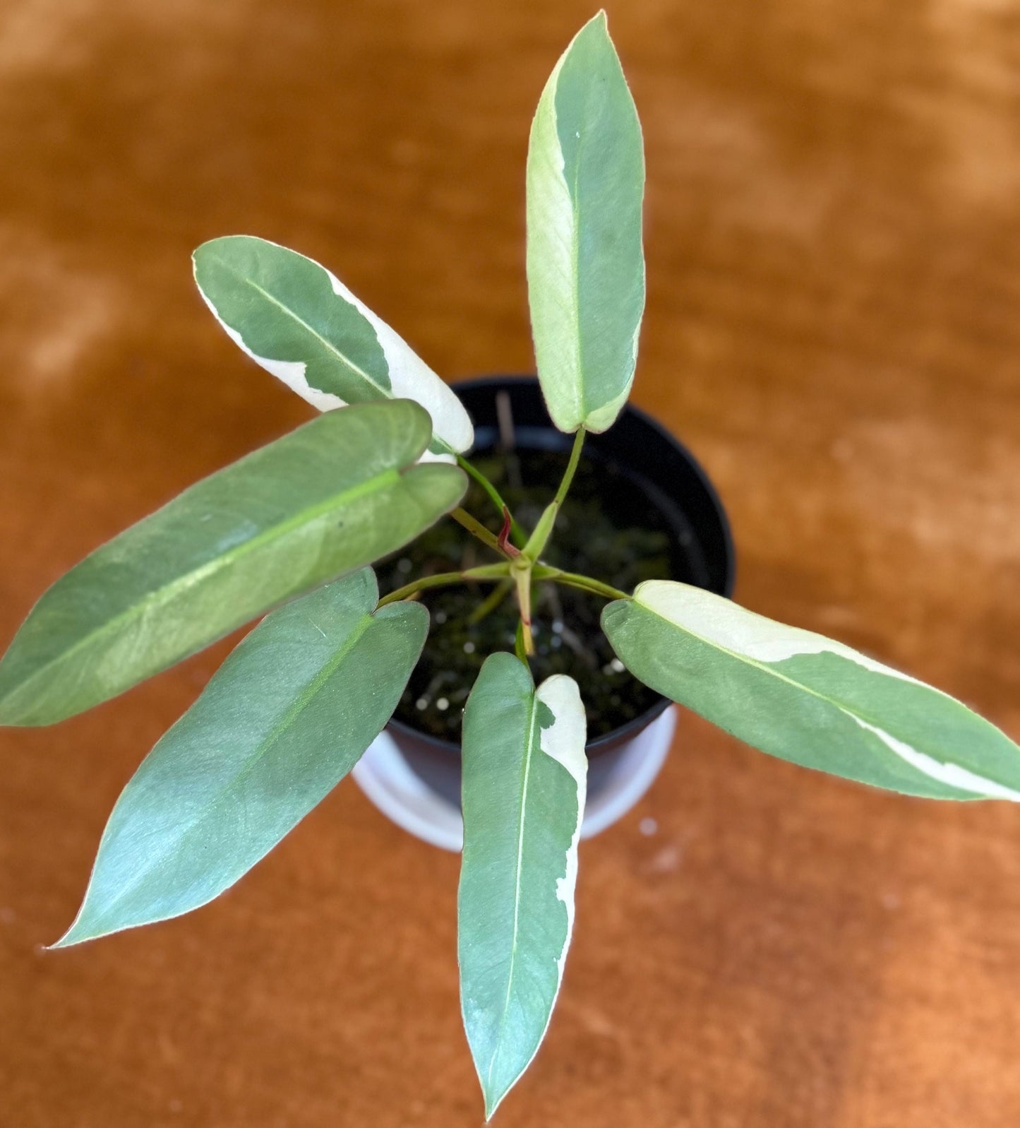 Philodendron Atabapoense Variegated