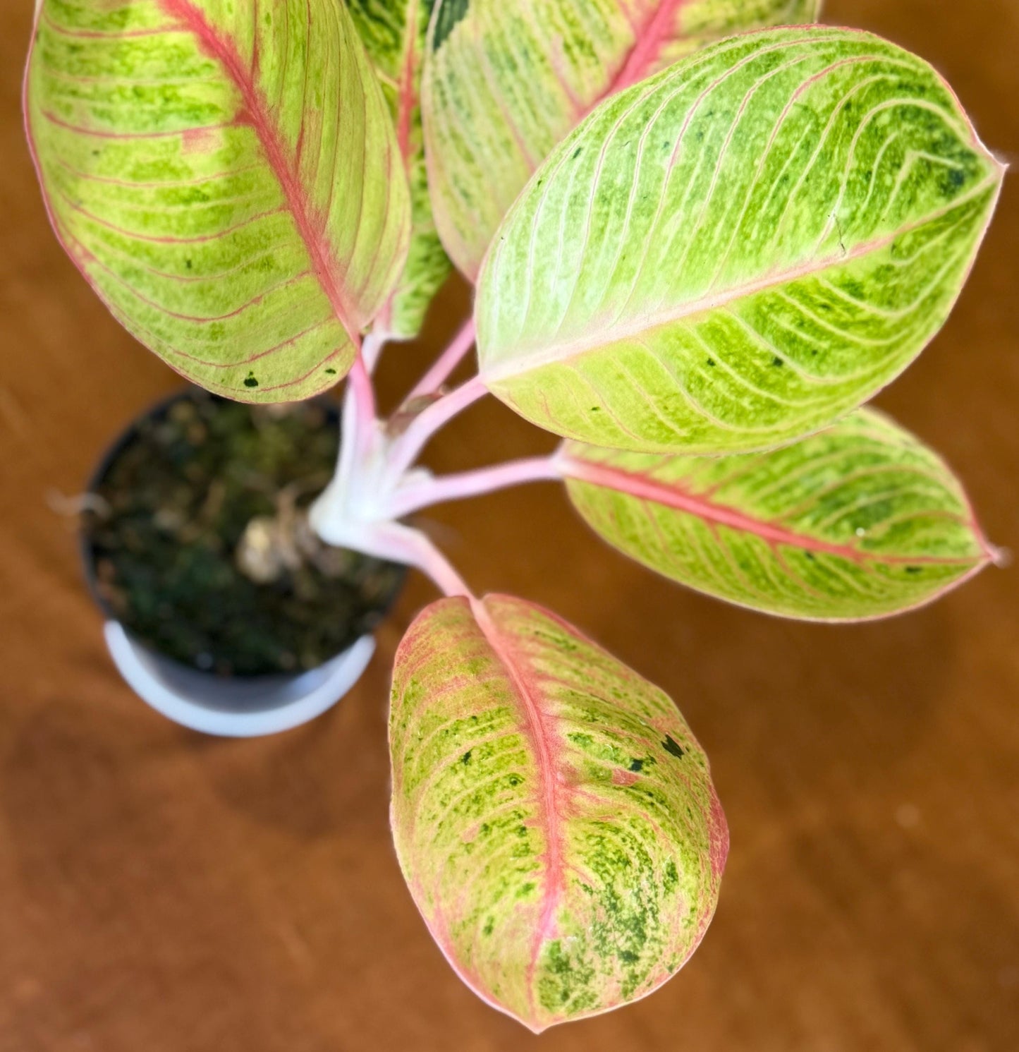 Rare Aglaonema Goliath Plant - 4 Inch Pot