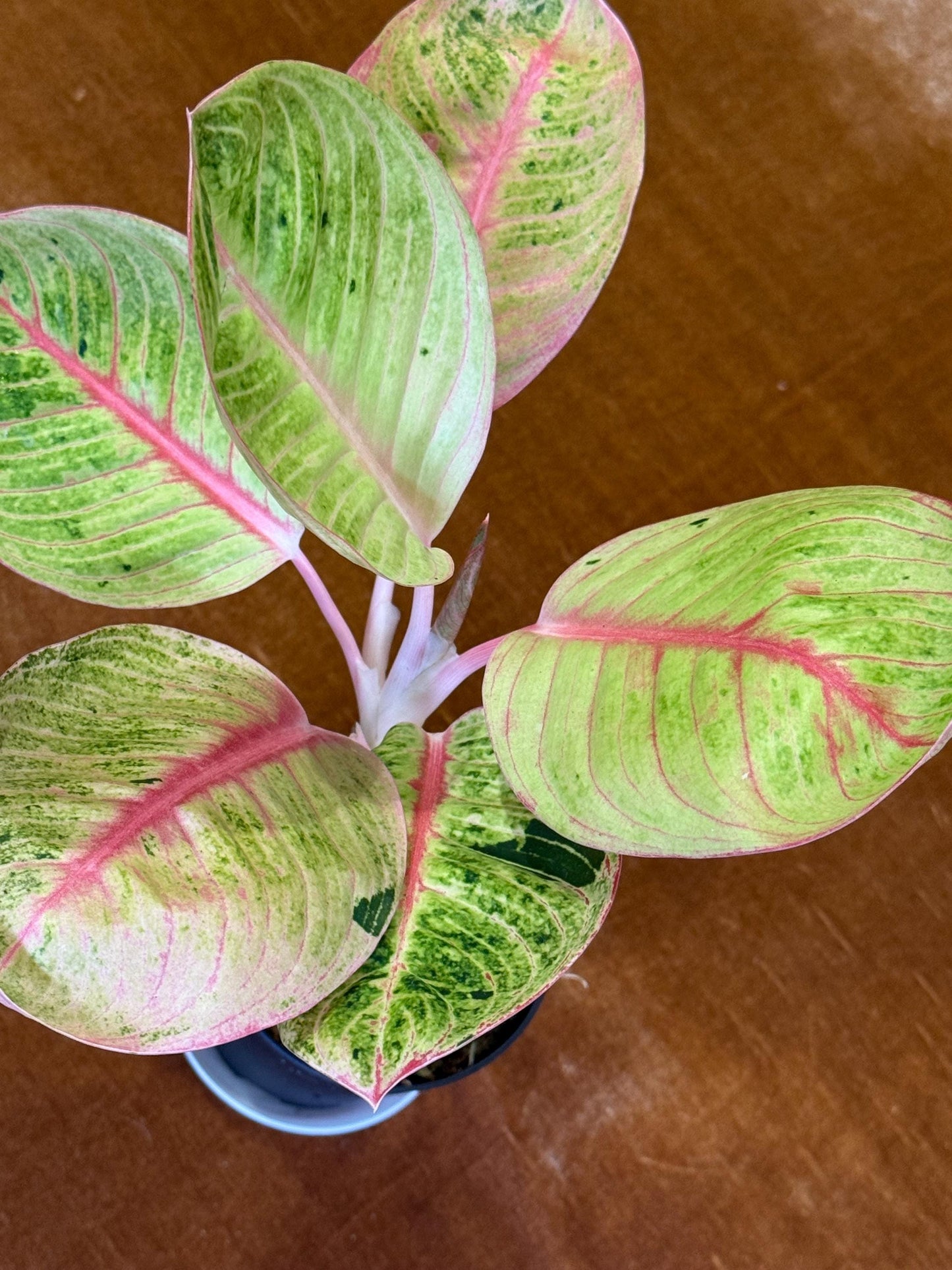 Rare Aglaonema Goliath Plant - 4 Inch Pot