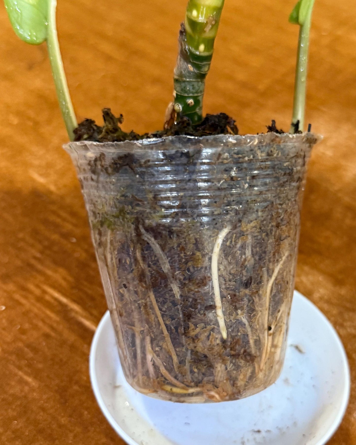 Aglaonema Commutatum Manila Pride plant