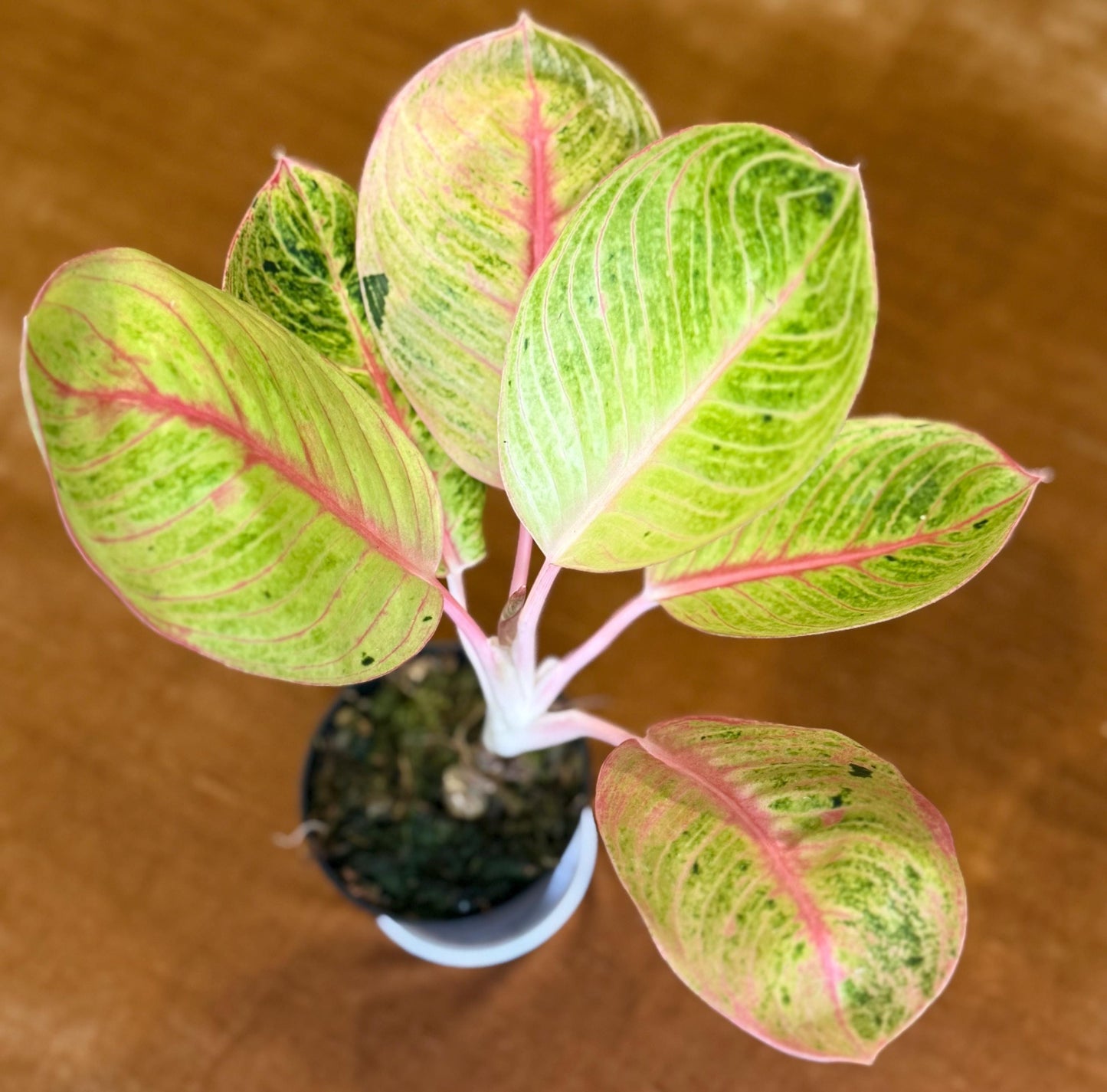 Rare Aglaonema Goliath Plant - 4 Inch Pot