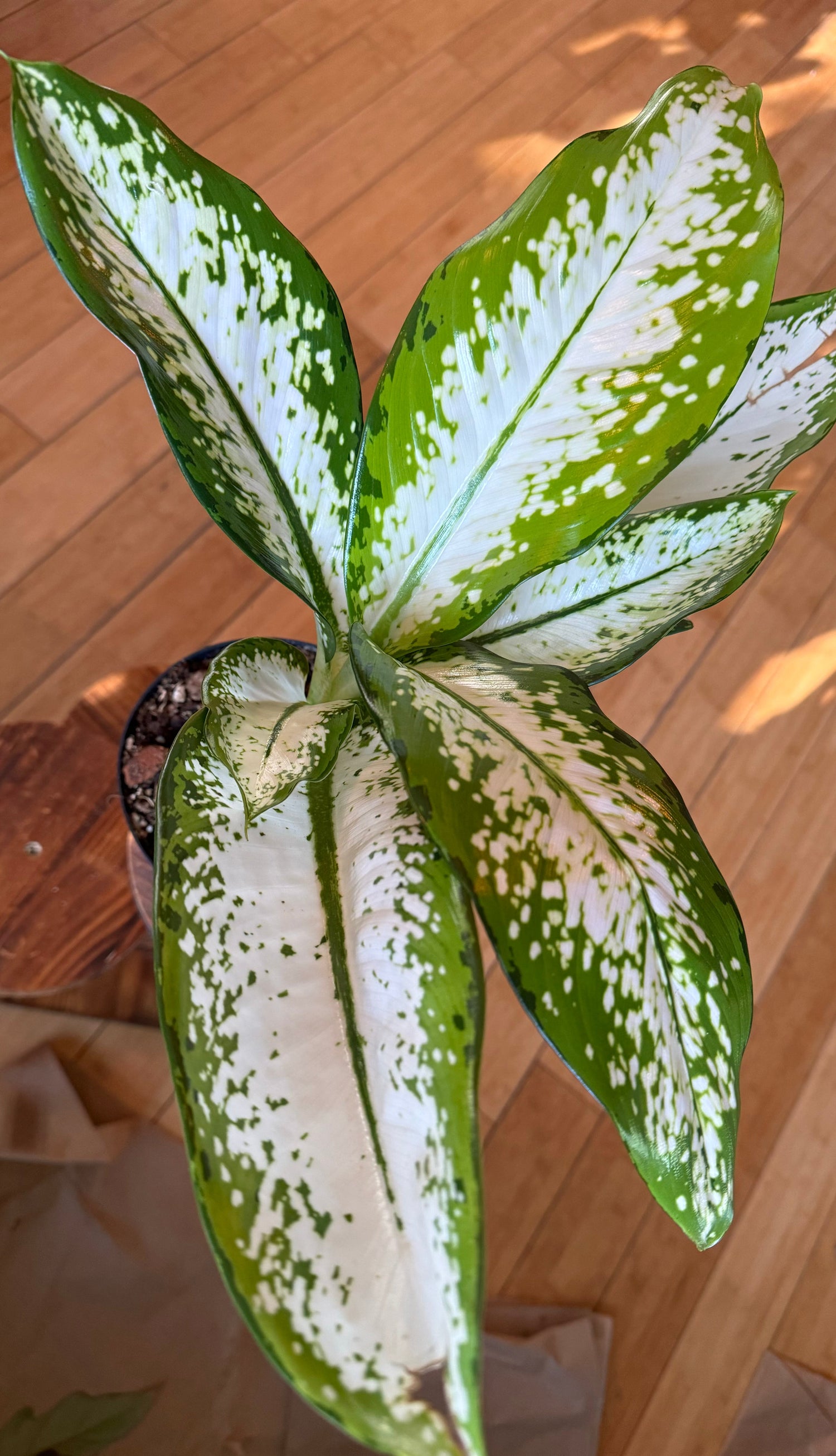 Dieffenbachia