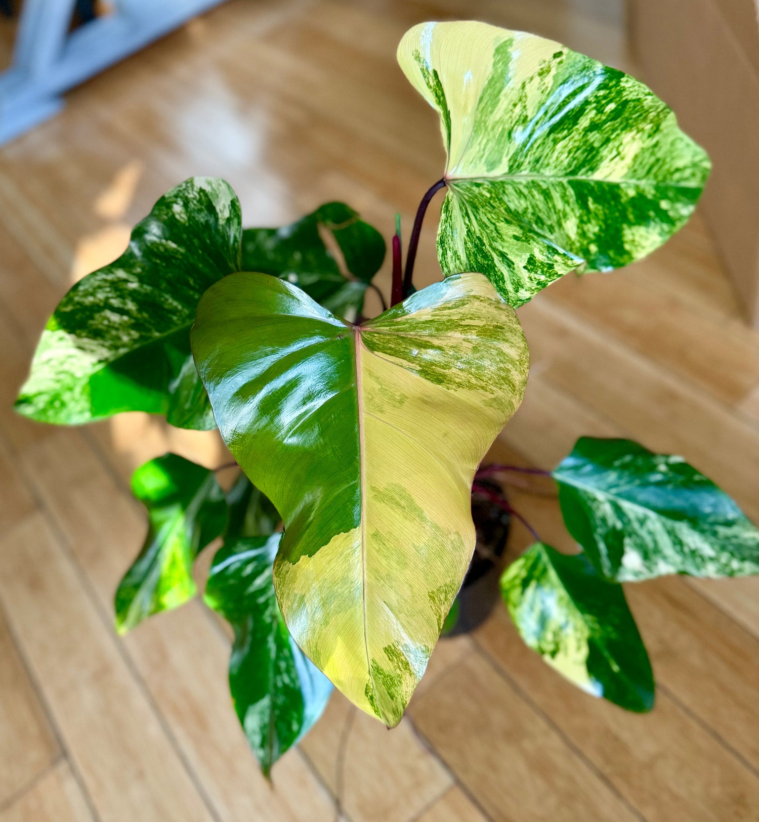 Philodendron