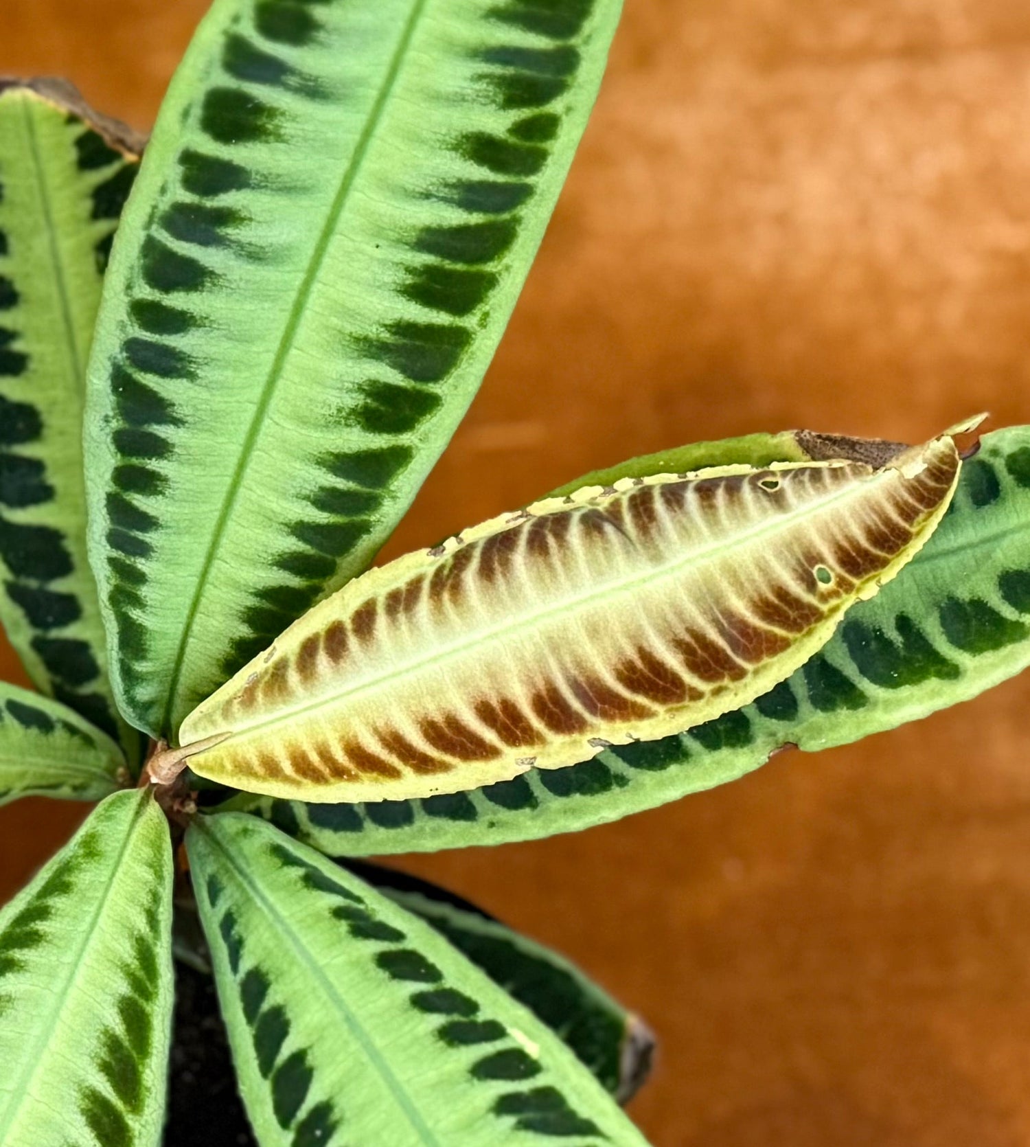 Misc Tropical Plants