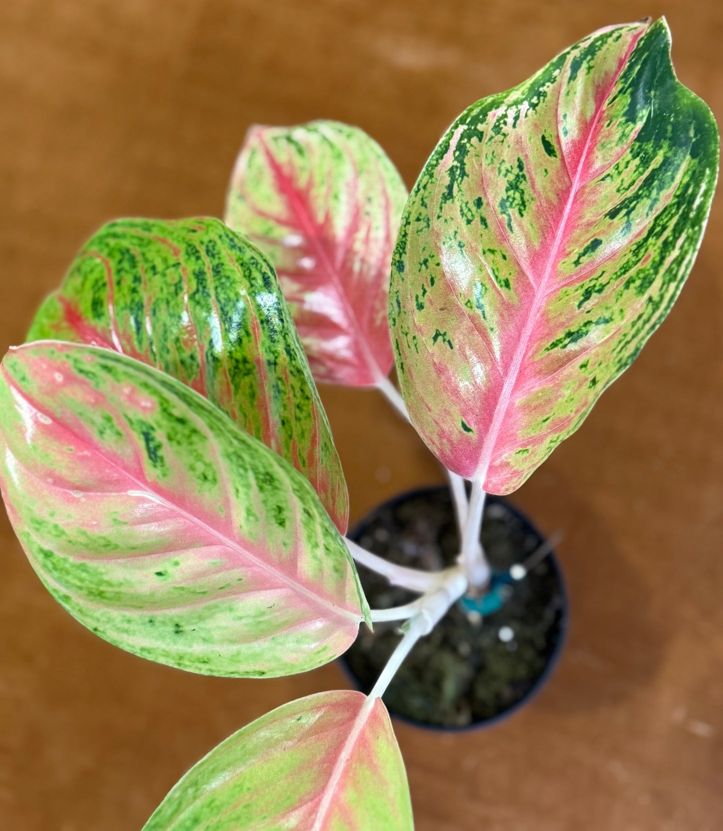Rare Aglaonema Andini Plant - 4 Inch Pot