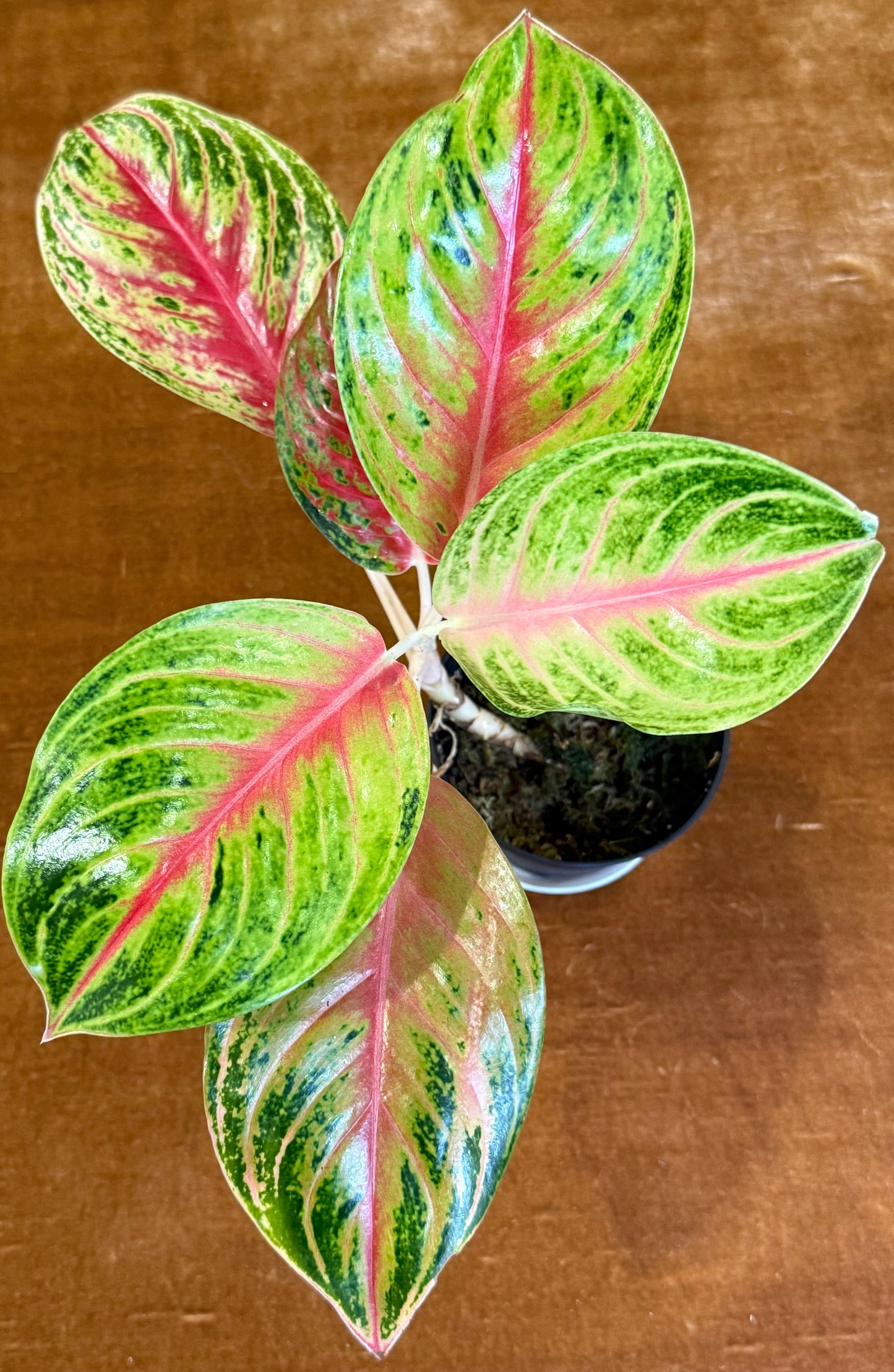 Rare Aglaonema Andini Plant - 4 Inch Pot