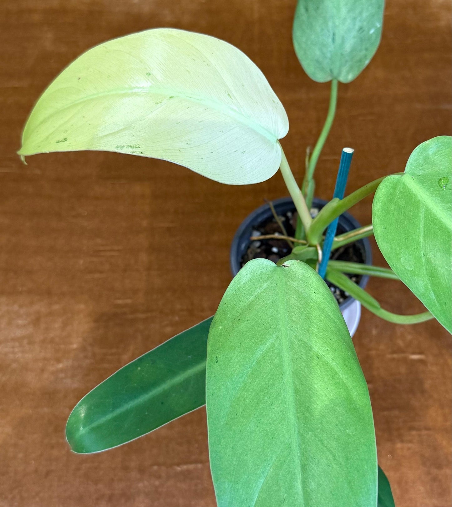 Philodendron Whipple Way~ full plant