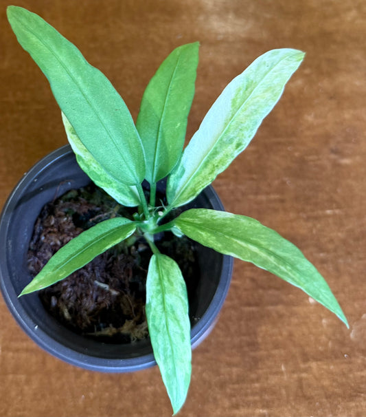 Anthurium vittariifolium variegated
