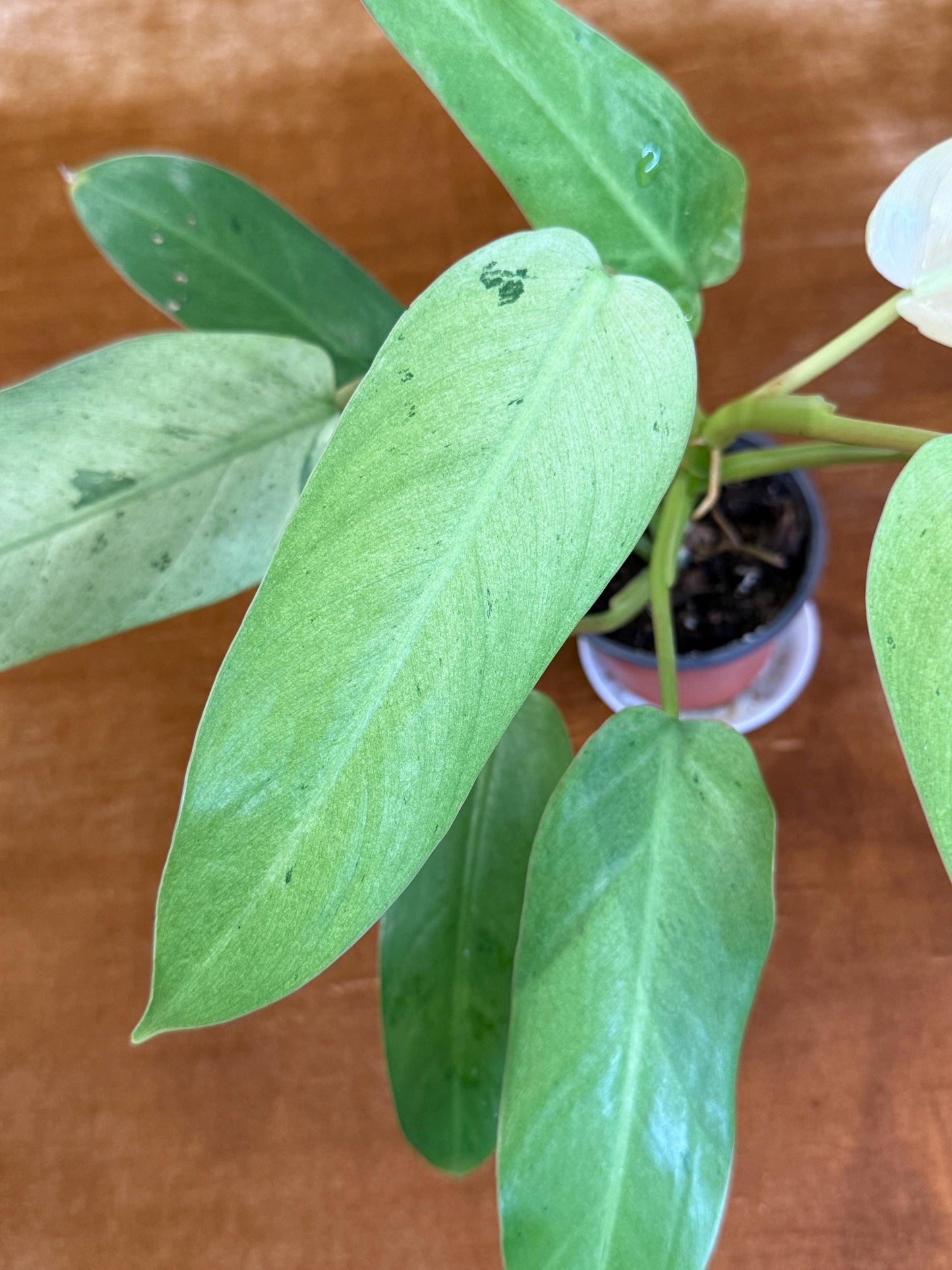 Philodendron Whipple Way~ full plant