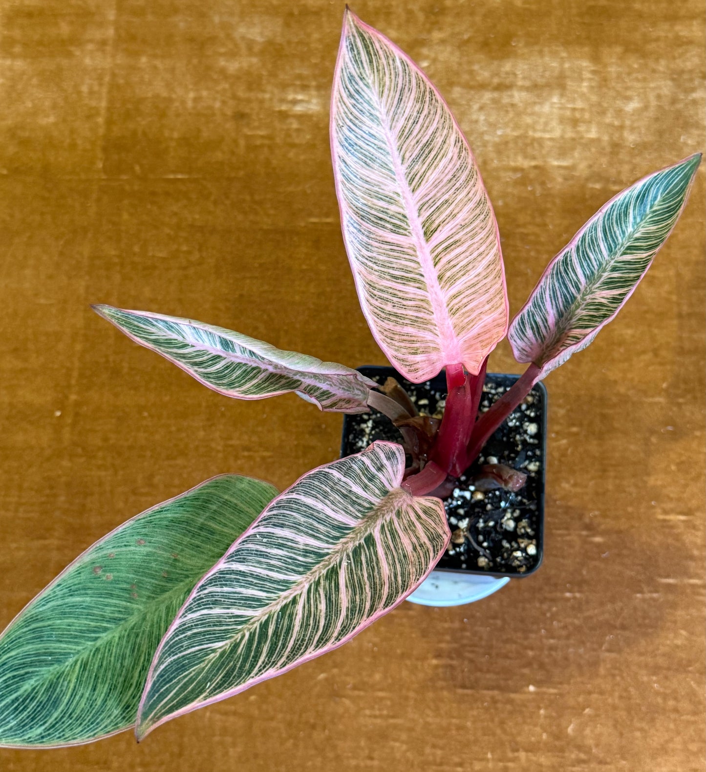 Philodendron Birkin Pink Variegated houseplant