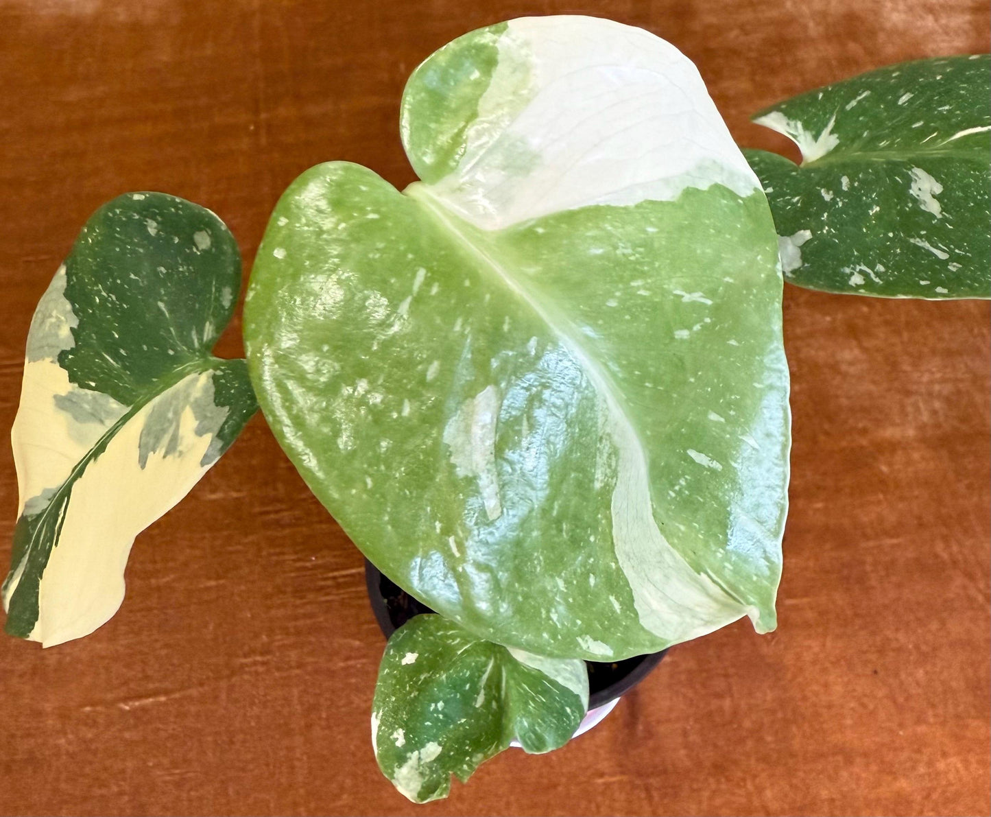 Monstera Crème Brûlée