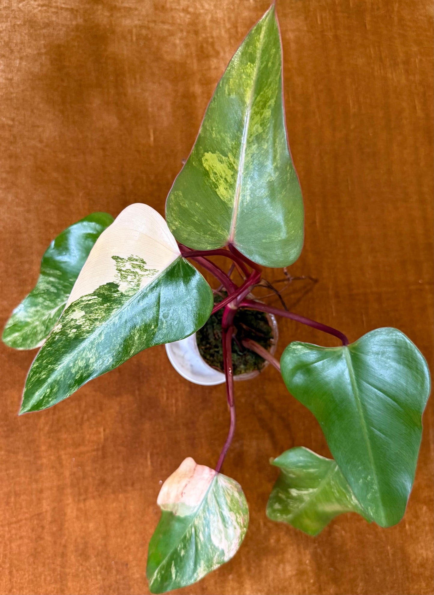 Philodendron Strawberry Shake