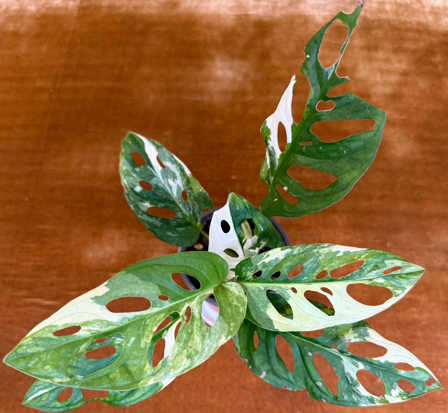 Monstera Adansonii Albo