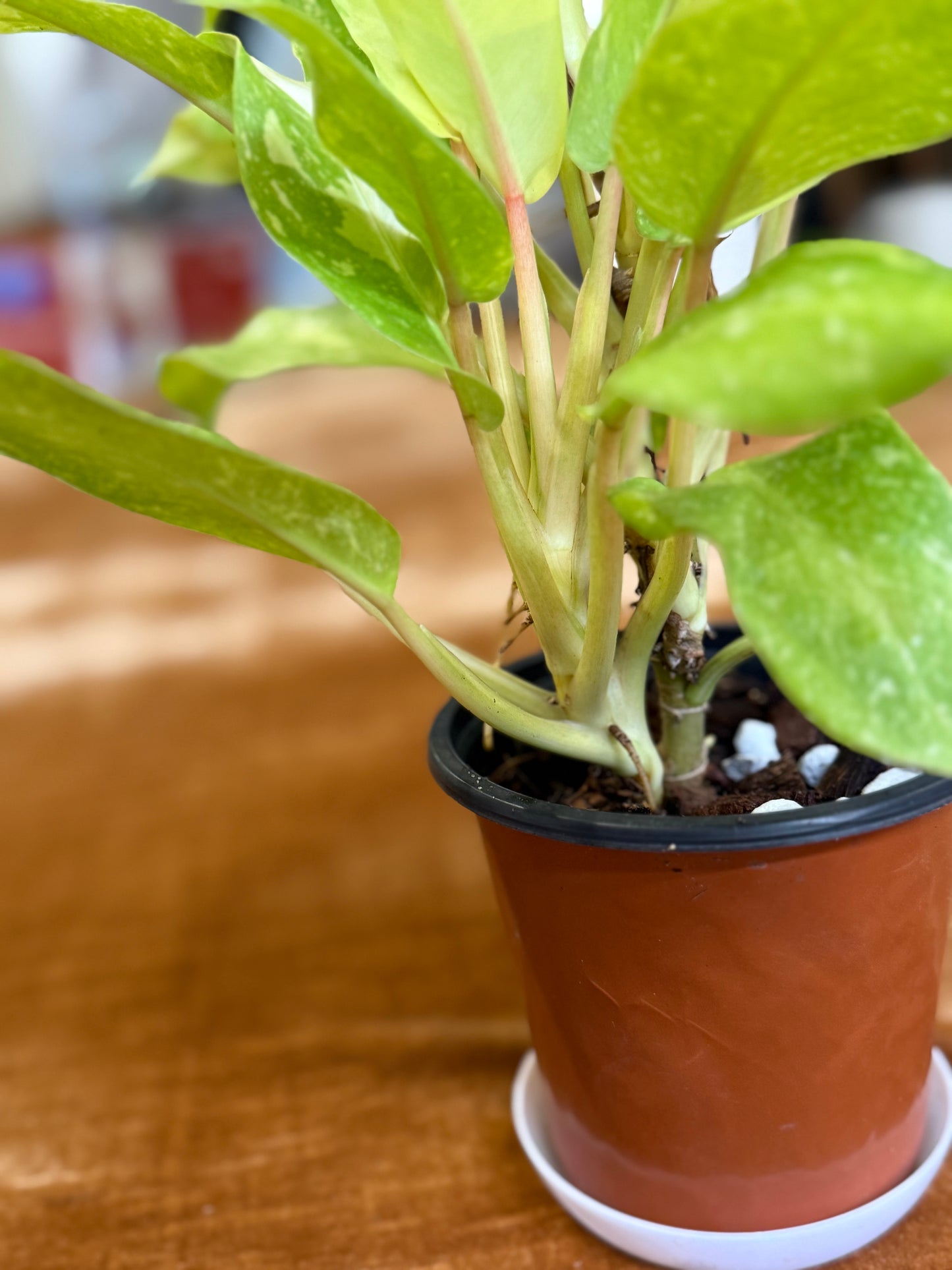 Philodendron Thai Sunrise Galaxy plant