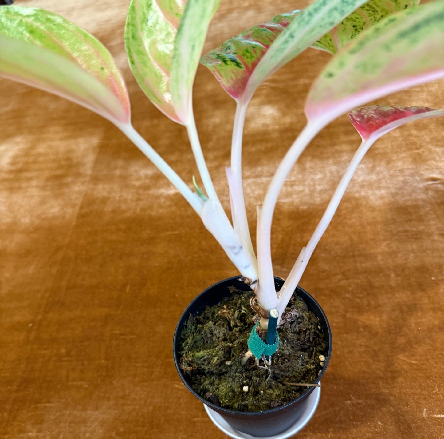 Rare Aglaonema Andini Plant - 4 Inch Pot