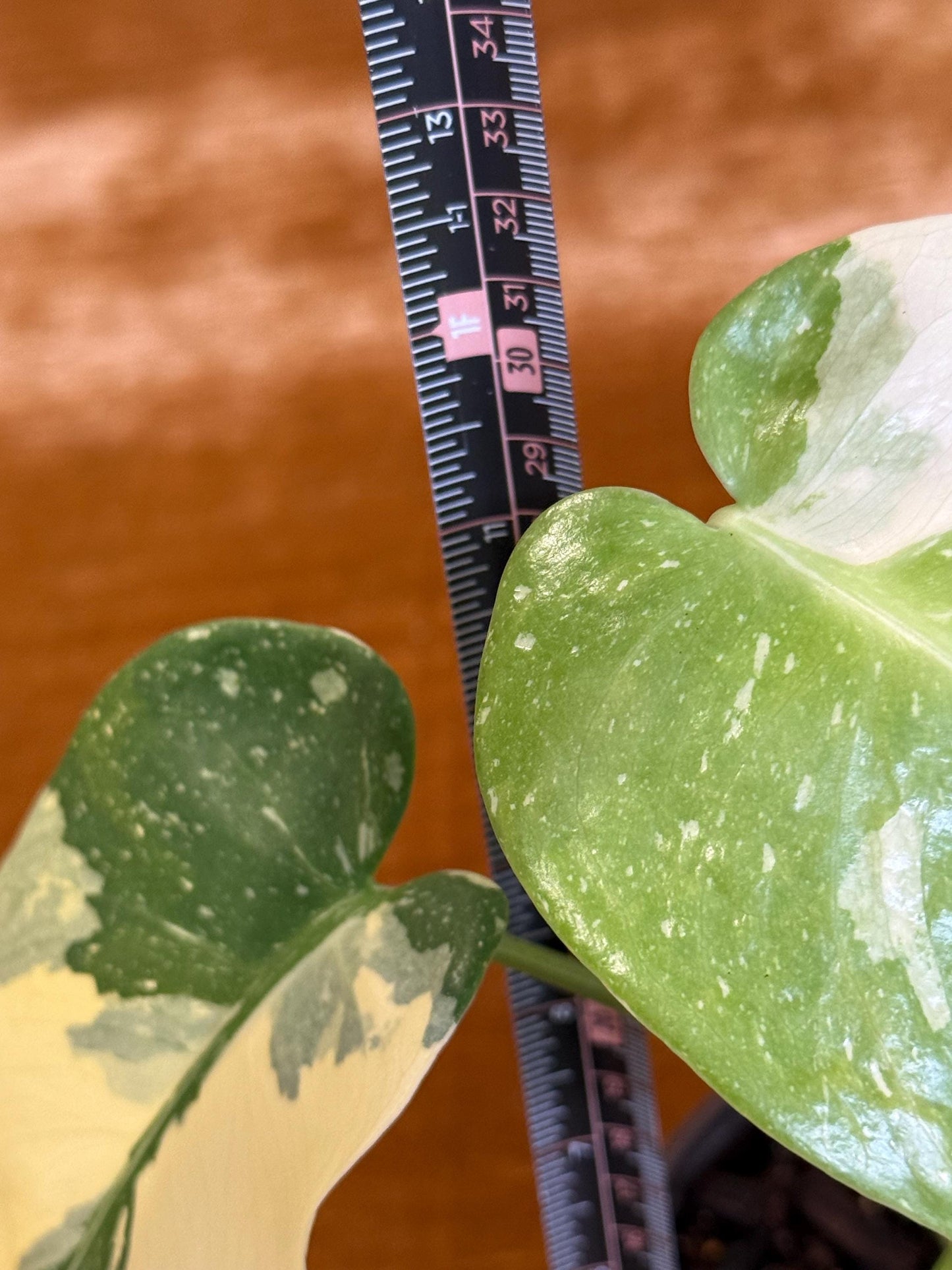 Monstera Crème Brûlée