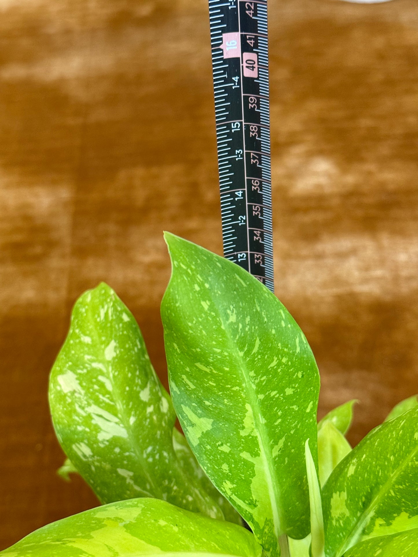 Philodendron Thai Sunrise Galaxy plant