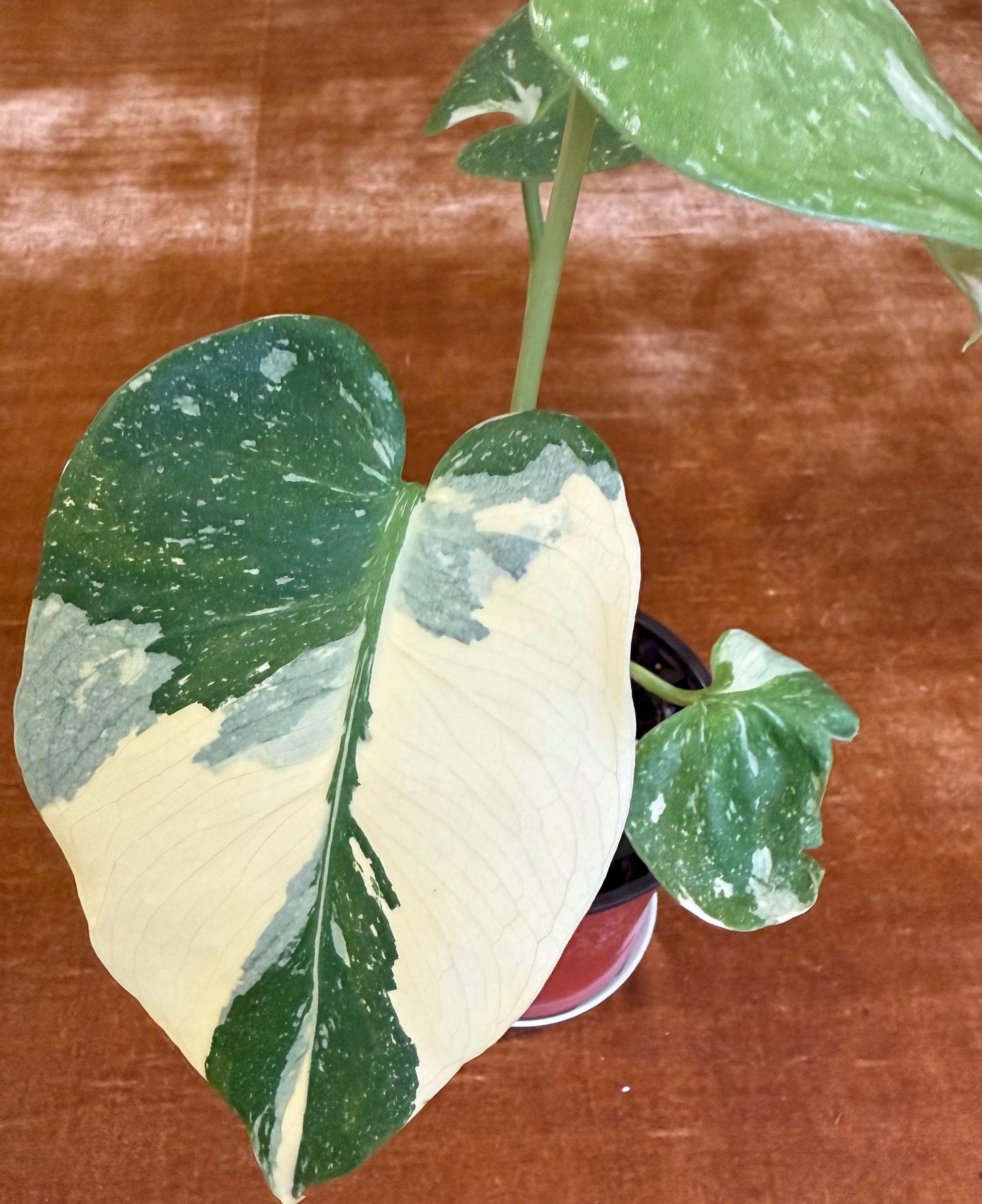 Monstera Crème Brûlée