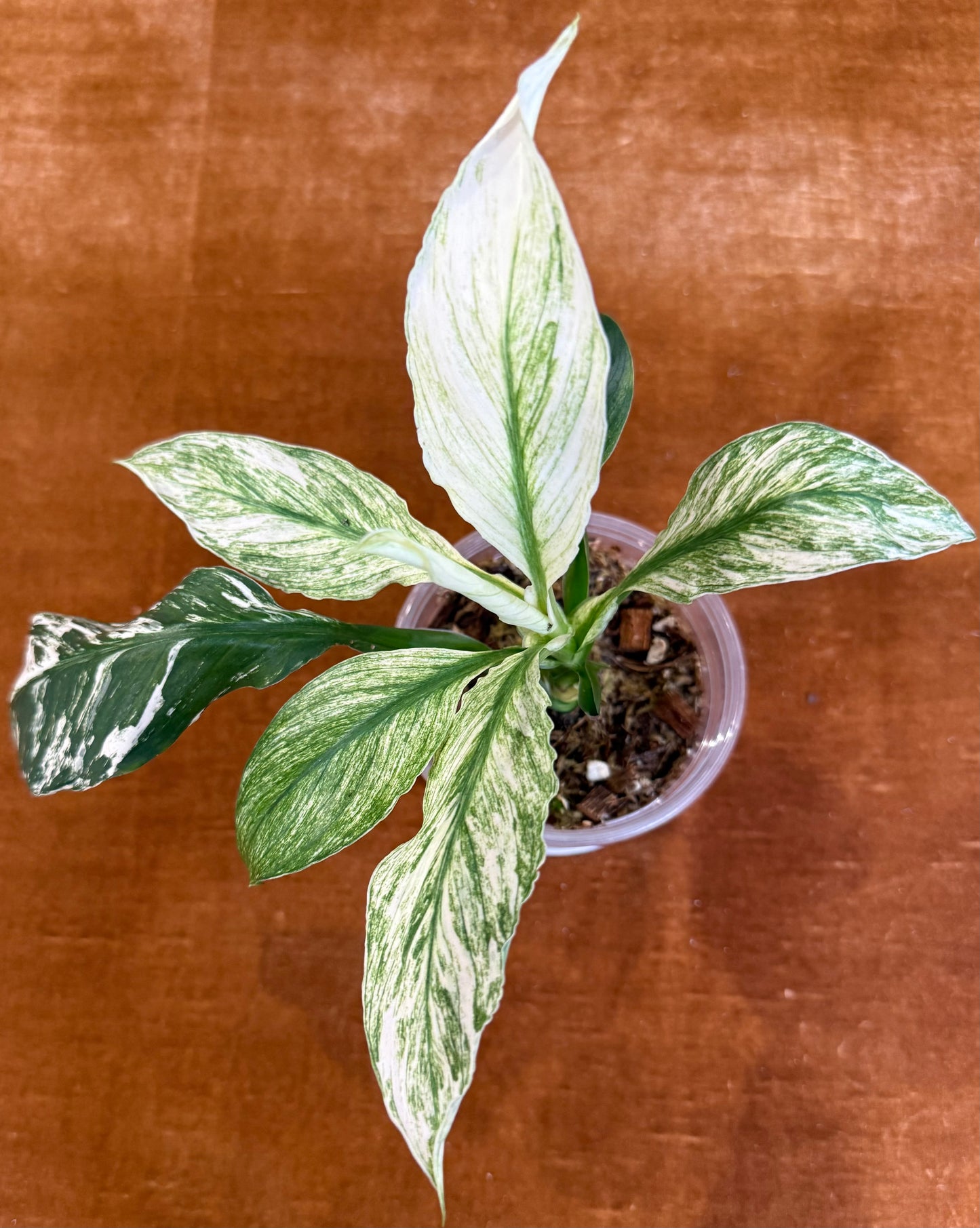 Spathiphyllum Sensation Variegated plant