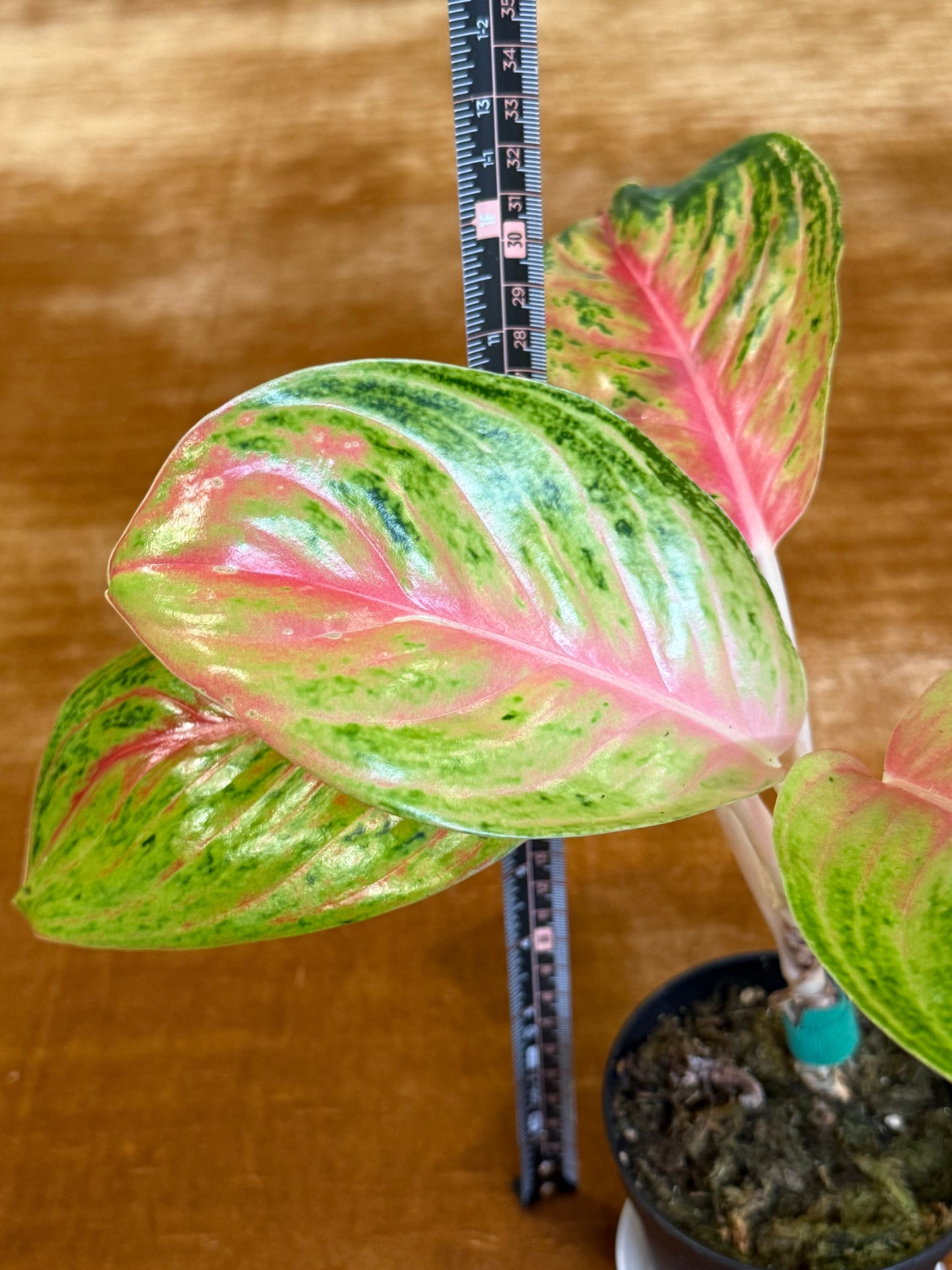 Rare Aglaonema Andini Plant - 4 Inch Pot