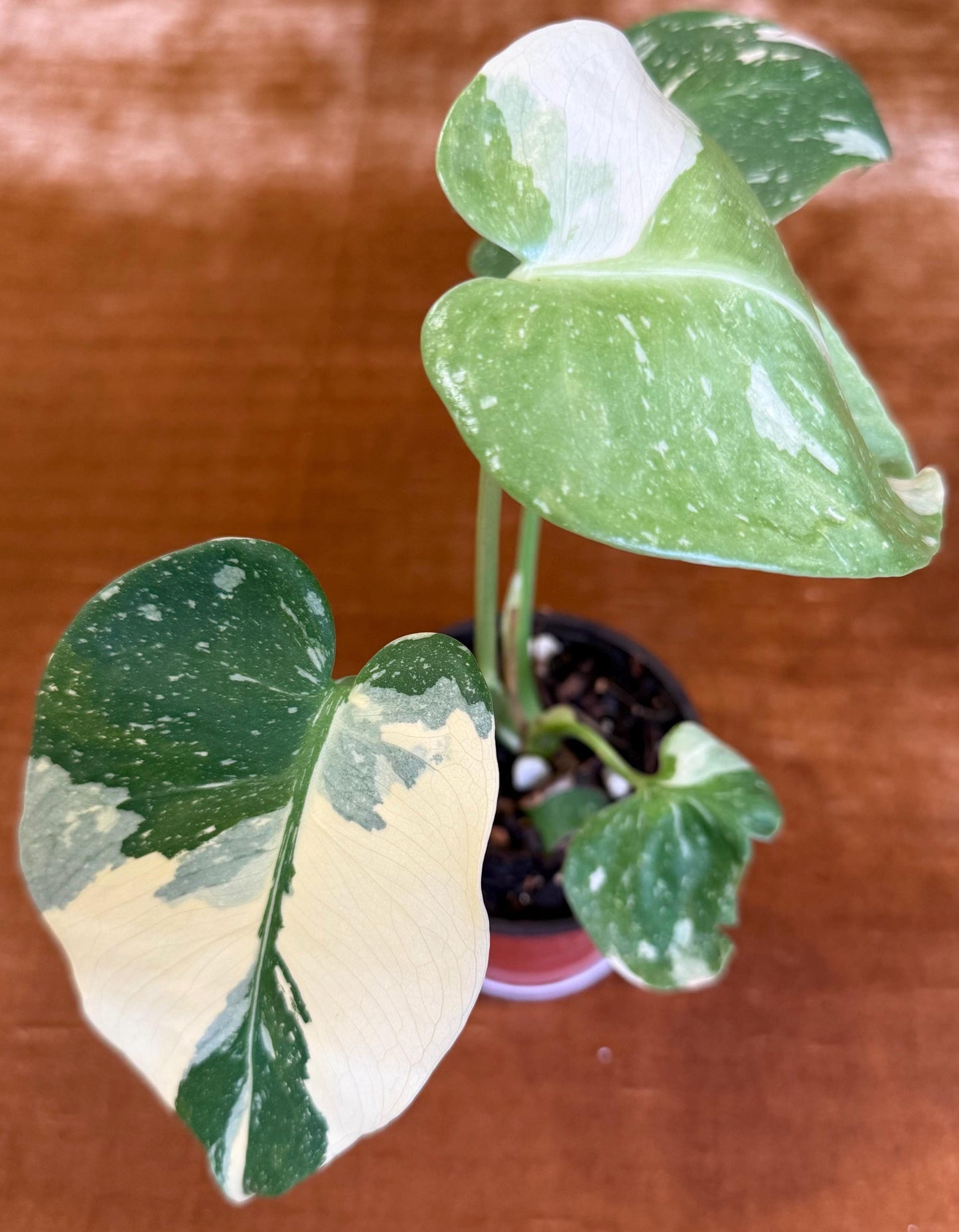 Monstera Crème Brûlée